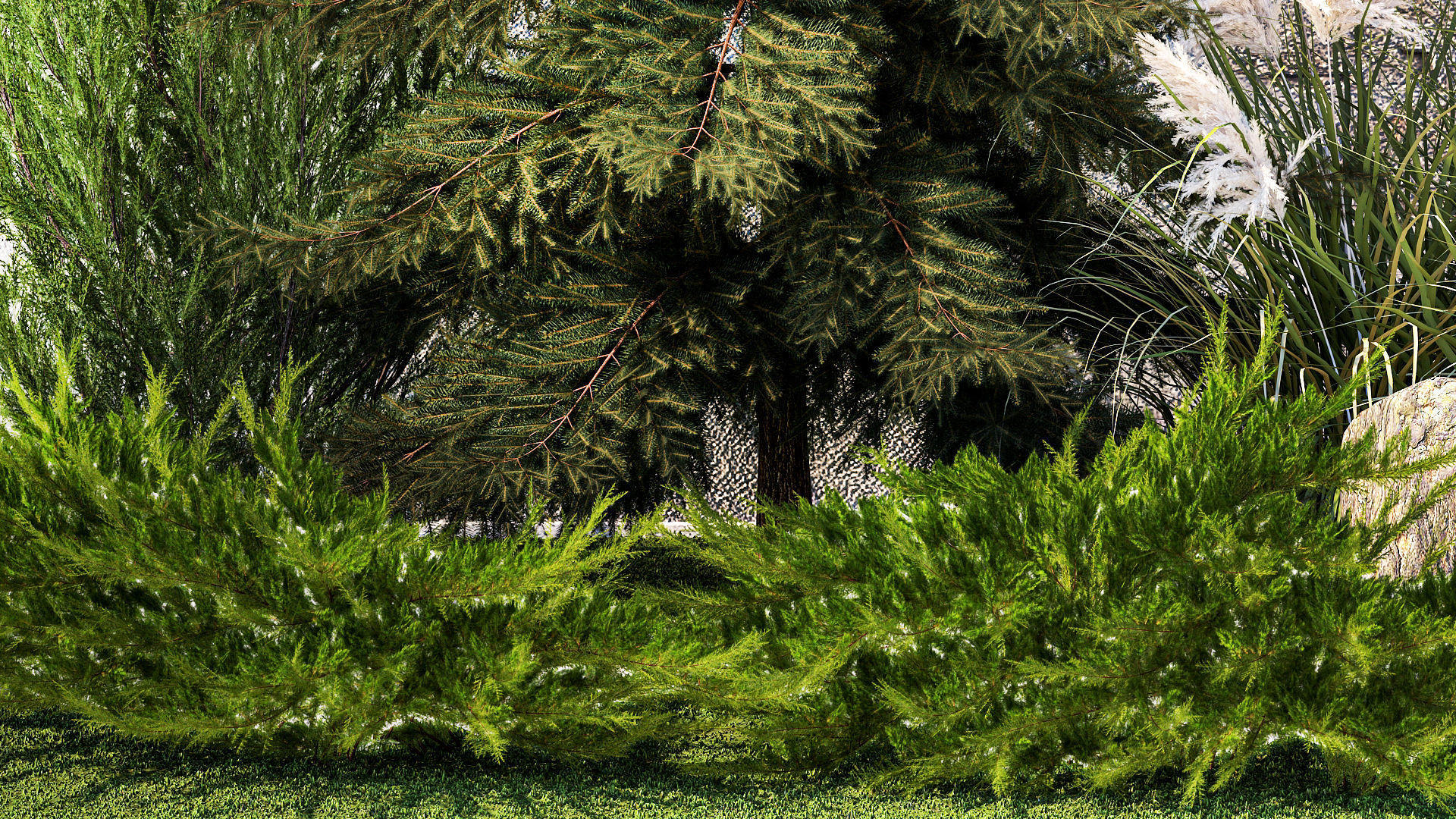 Garden with thuja cypress tree and pampas grass reed grass 1383 3D model_5
