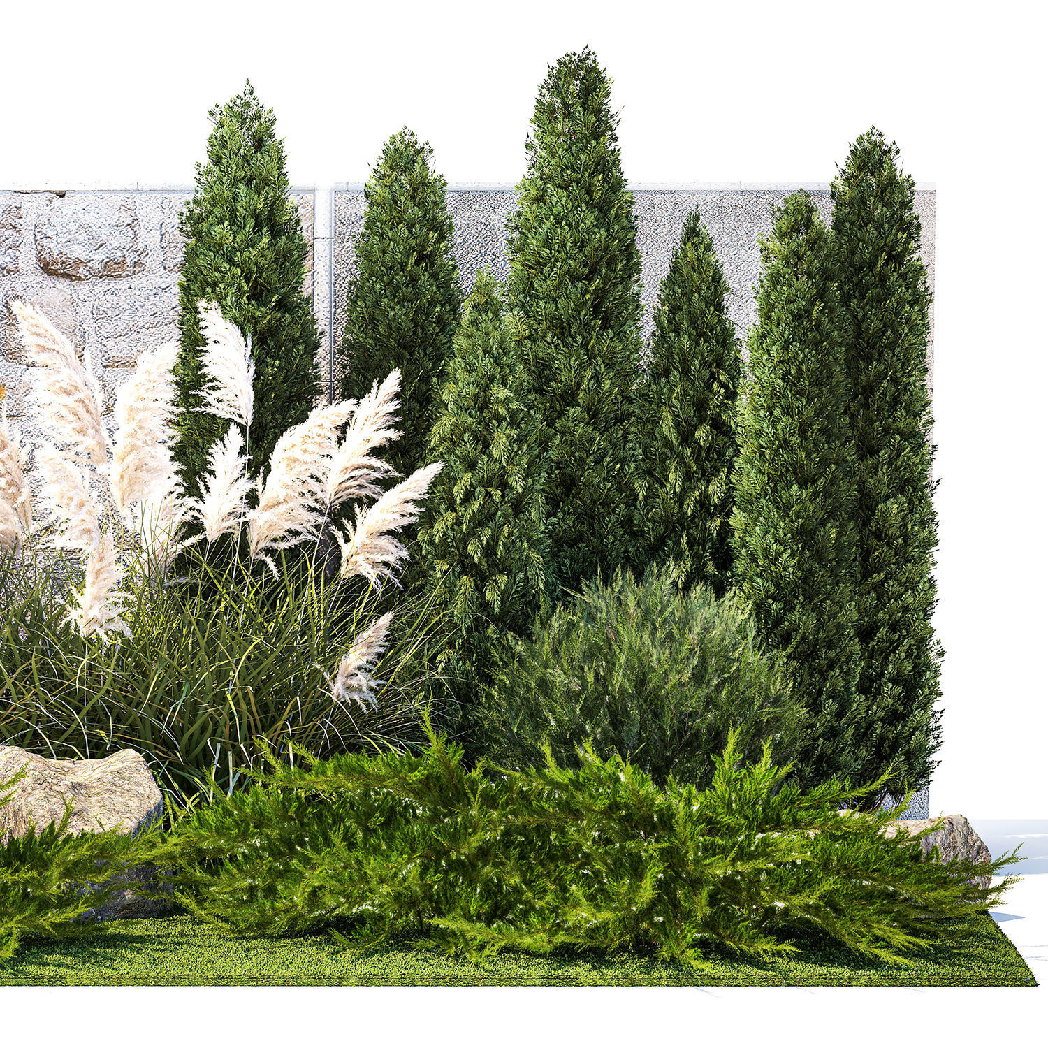 Garden with thuja cypress tree and pampas grass reed grass 1383 3D model_10