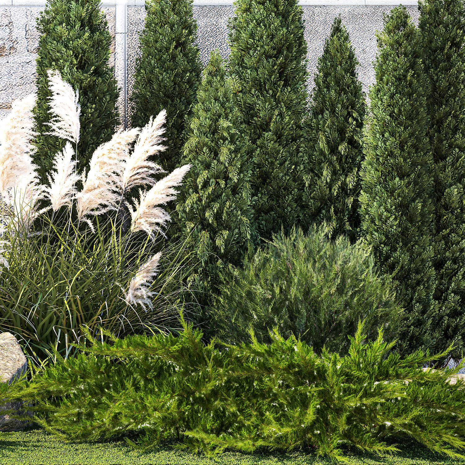 Garden with thuja cypress tree and pampas grass reed grass 1383 3D model_12