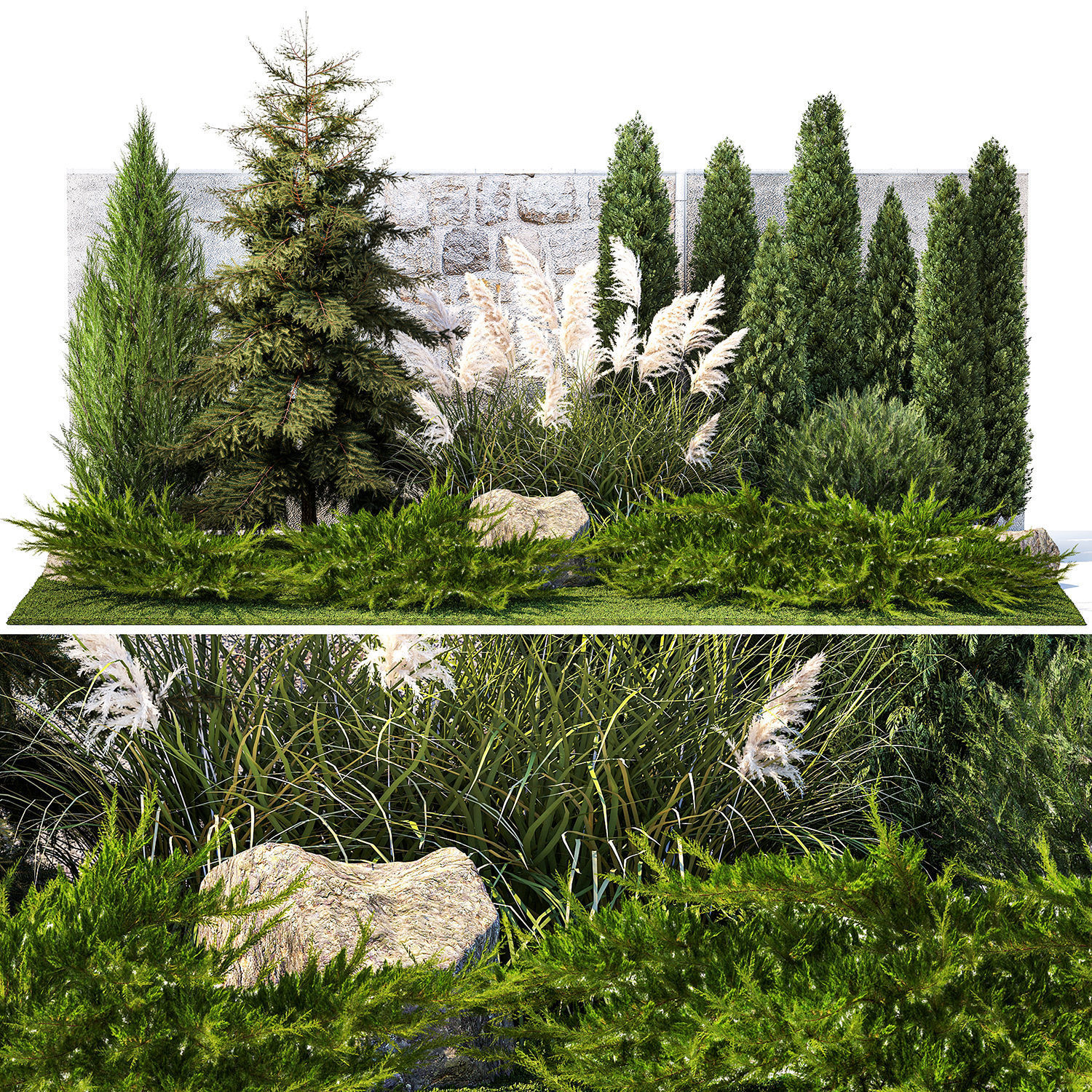 Garden with thuja cypress tree and pampas grass reed grass 1383 3D model_6