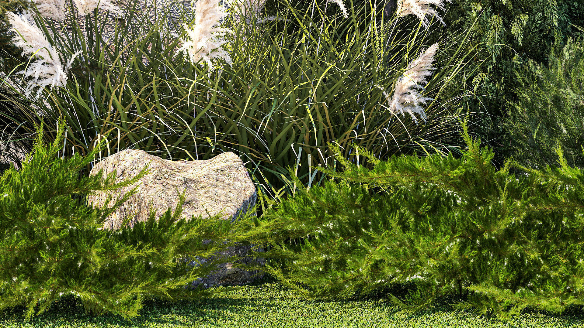 Garden with thuja cypress tree and pampas grass reed grass 1383 3D model_4