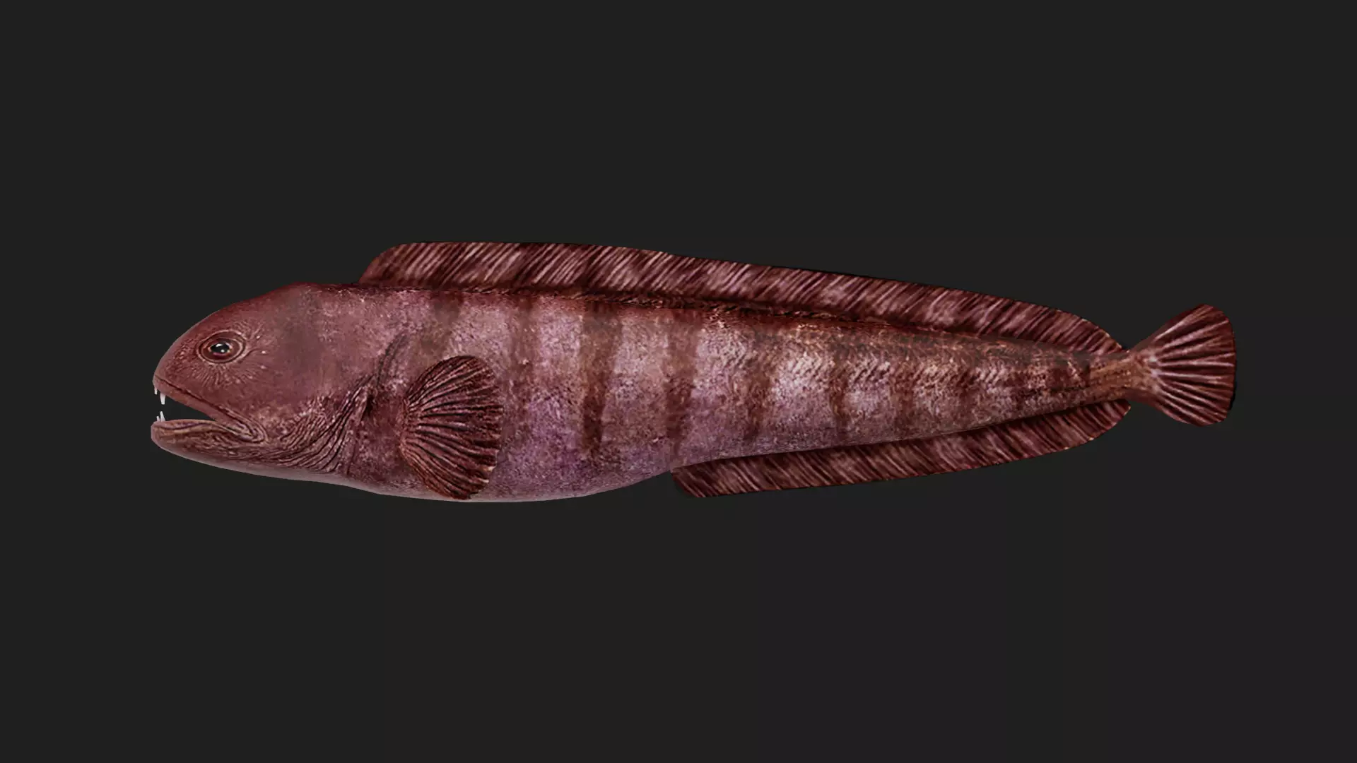 Wolffish Low-poly 3D model