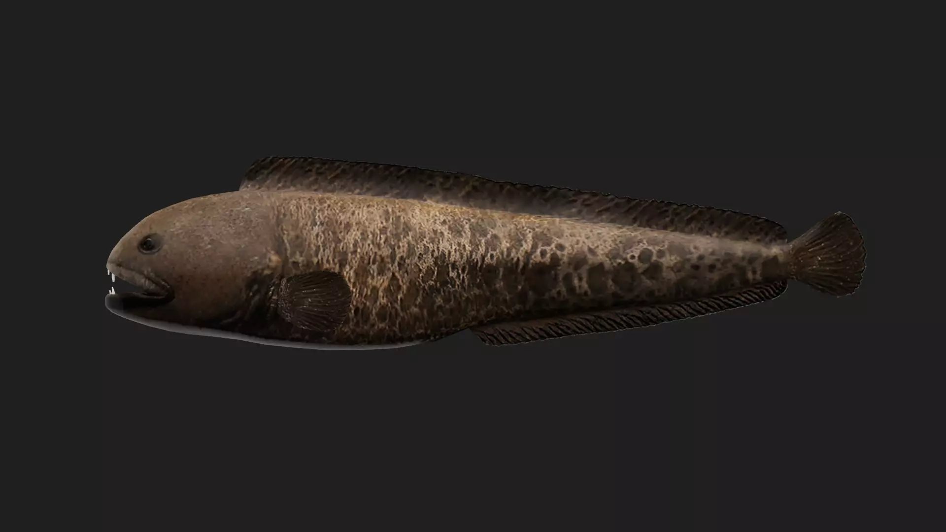 Wolffish Low-poly 3D model_0
