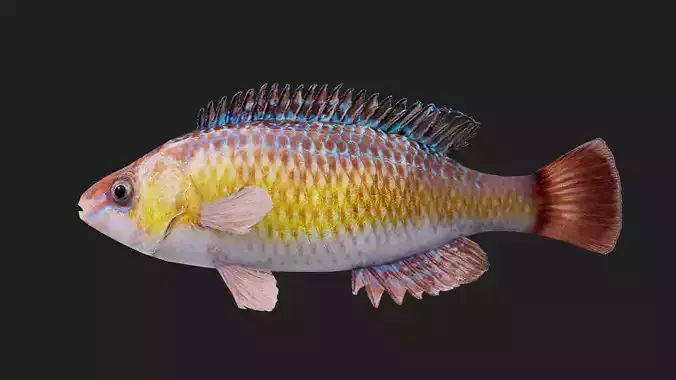 Wrasse Low-poly 3D model