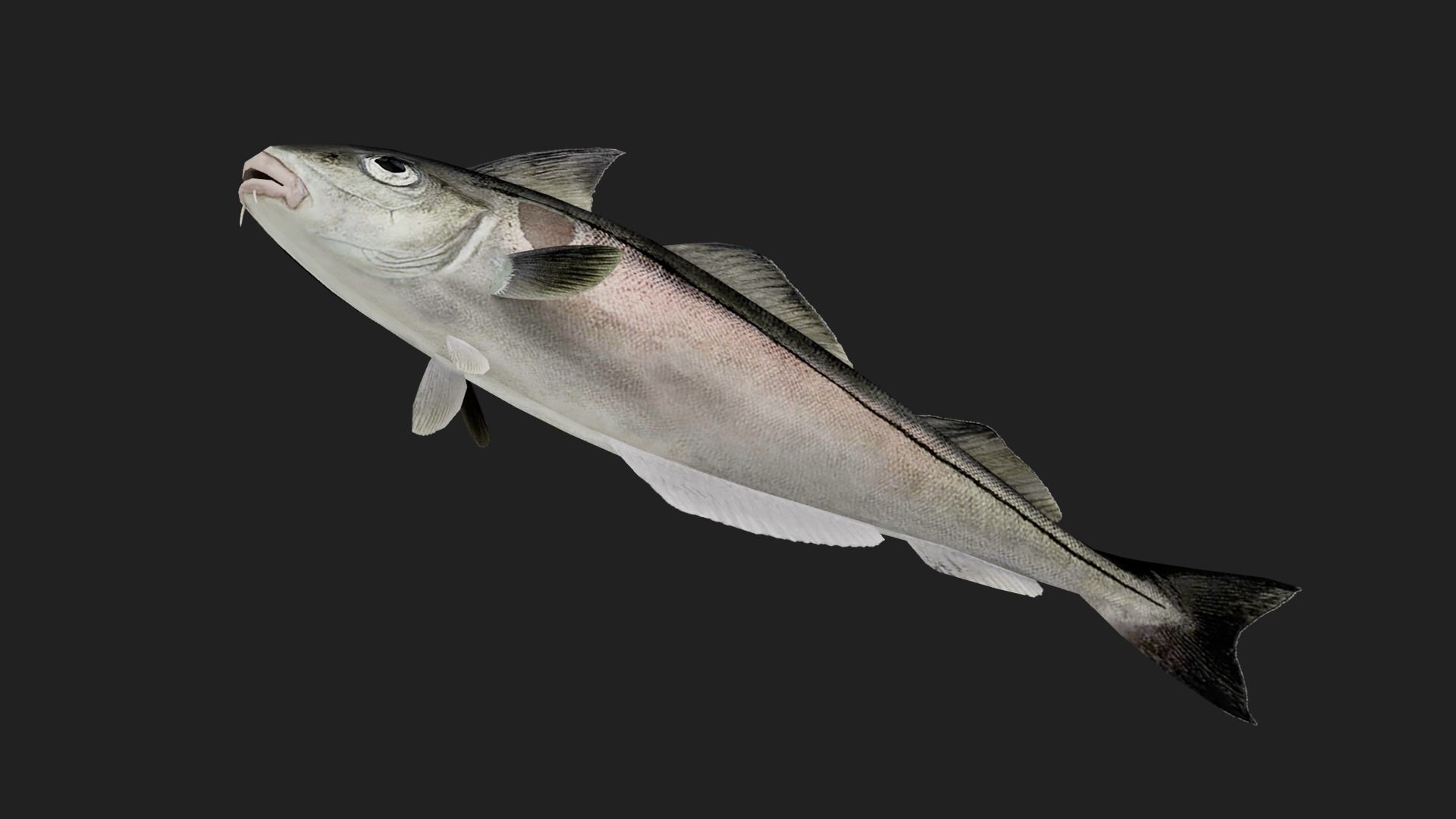 Cod fish Low-poly 3D model_2