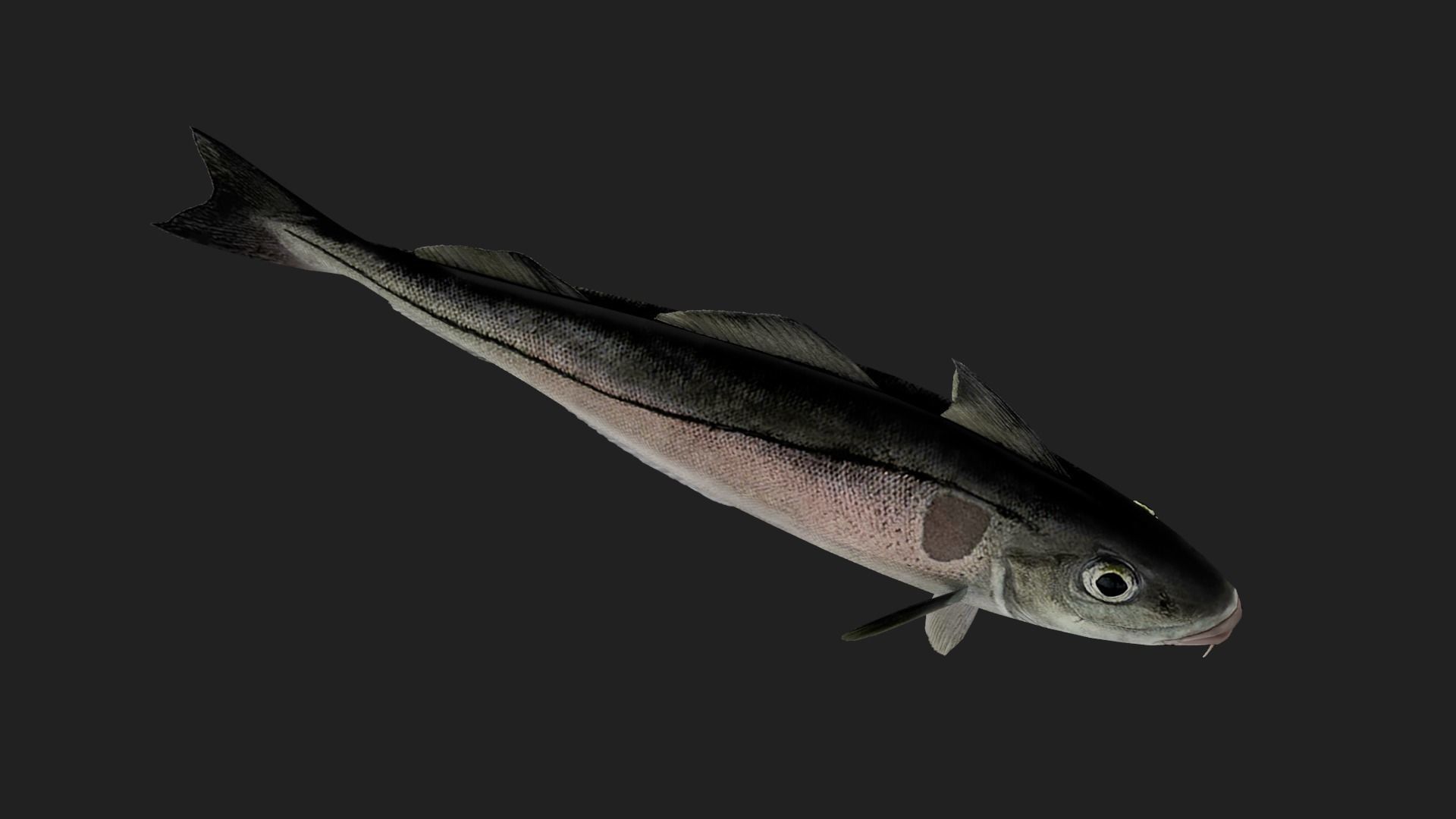 Cod fish Low-poly 3D model_4