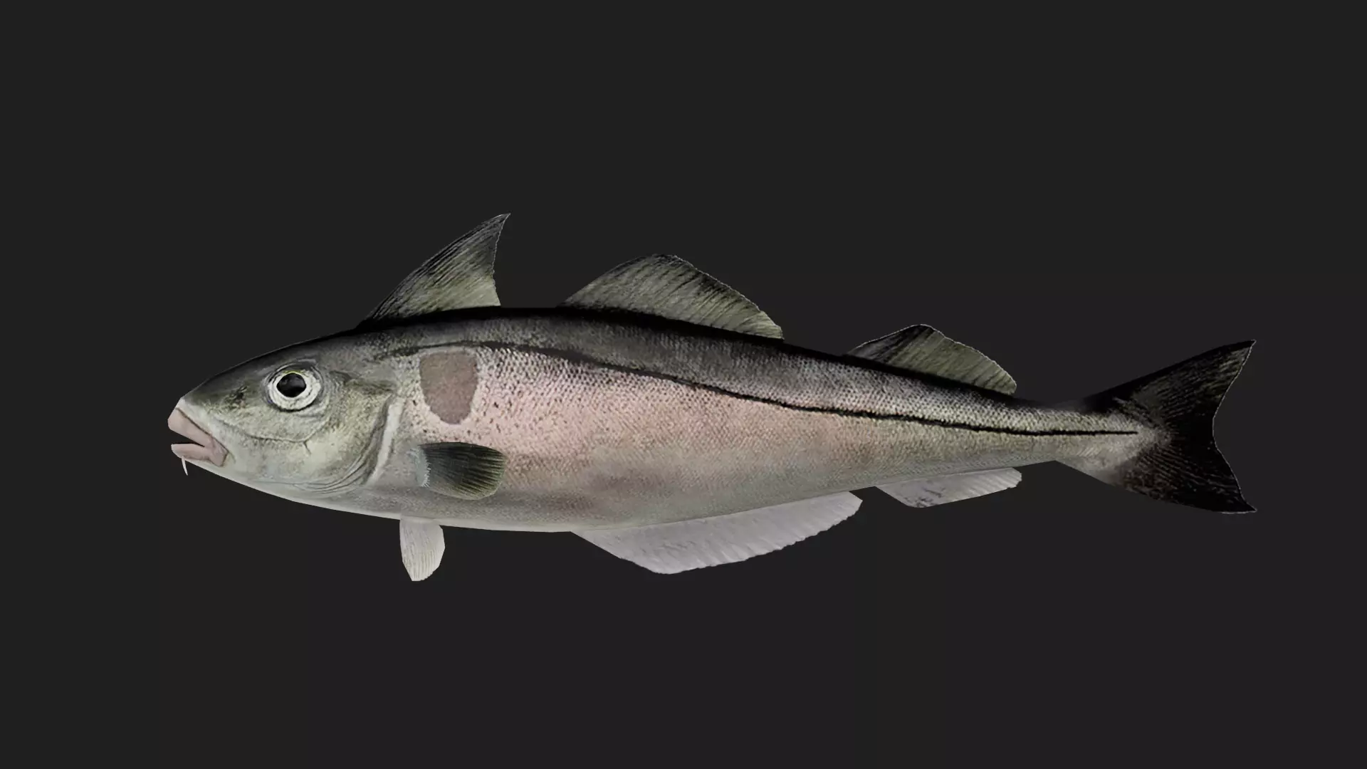Cod fish Low-poly 3D model_0