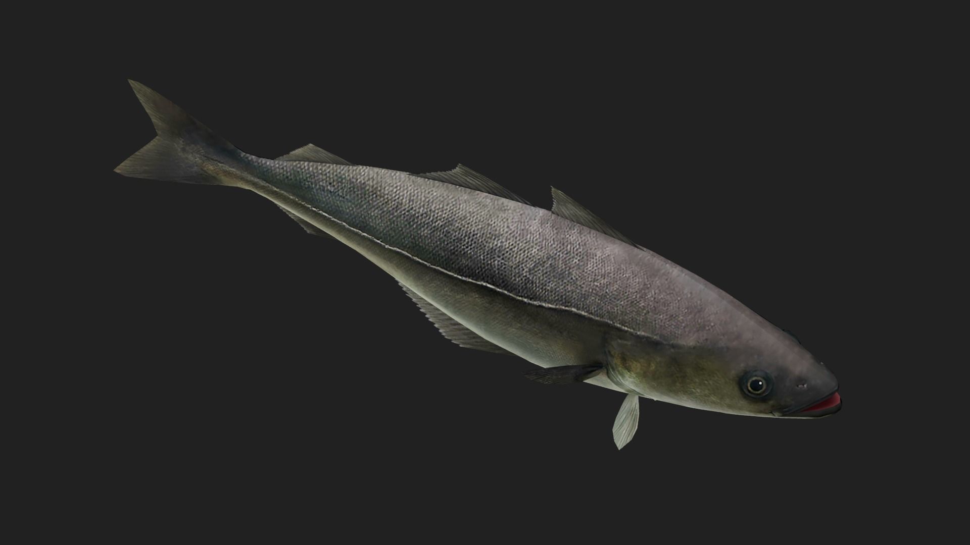 Cod fish Low-poly 3D model_4