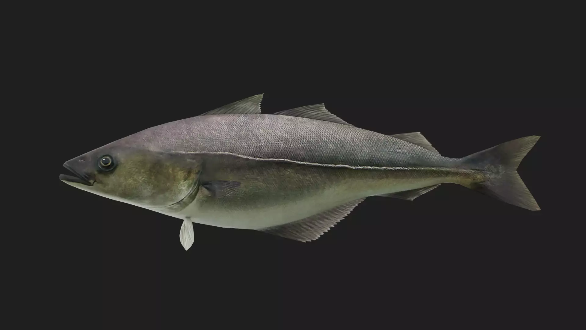 Cod fish Low-poly 3D model_0