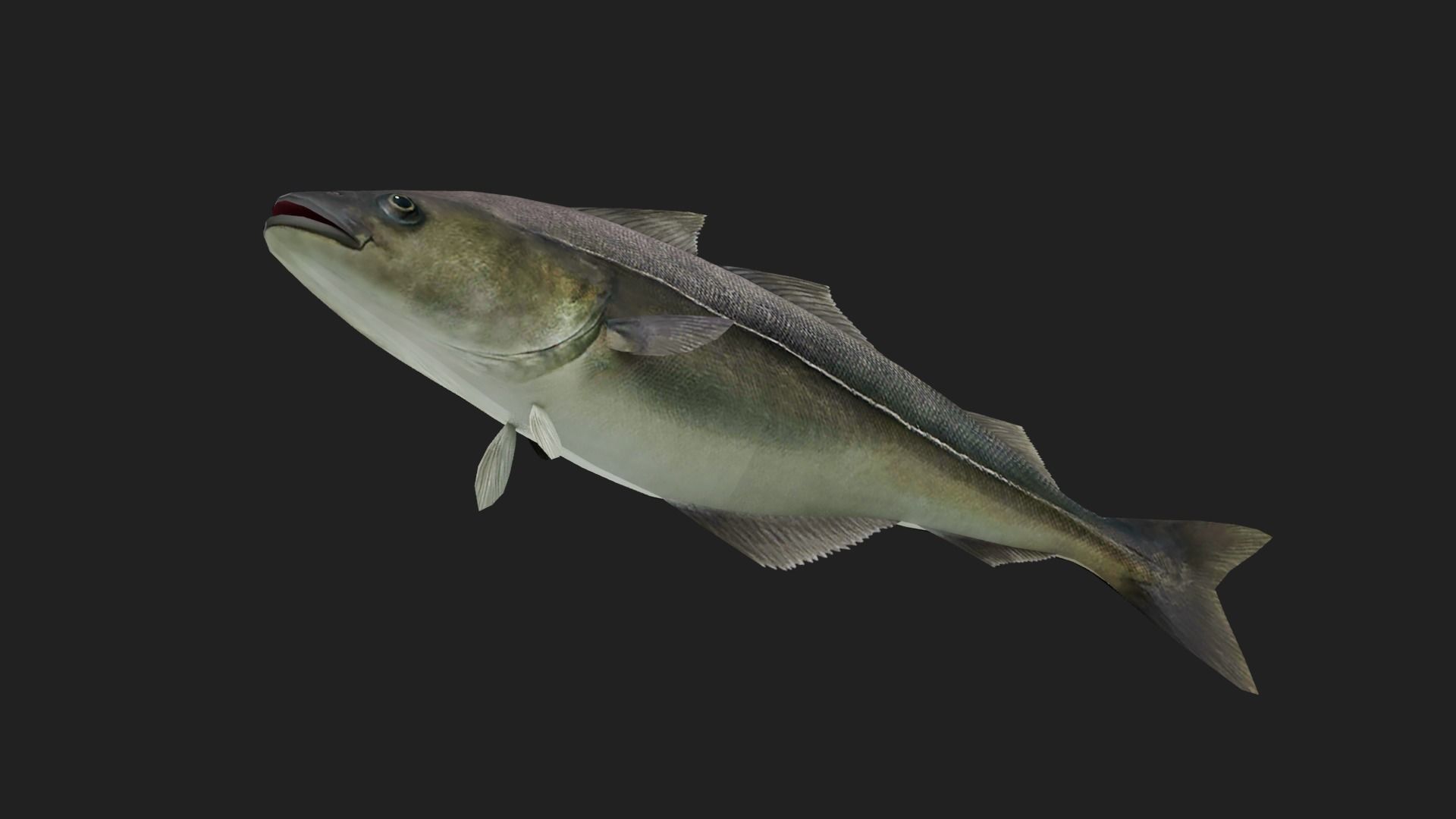 Cod fish Low-poly 3D model_2
