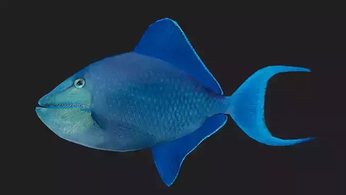 Filefish Low-poly 3D model