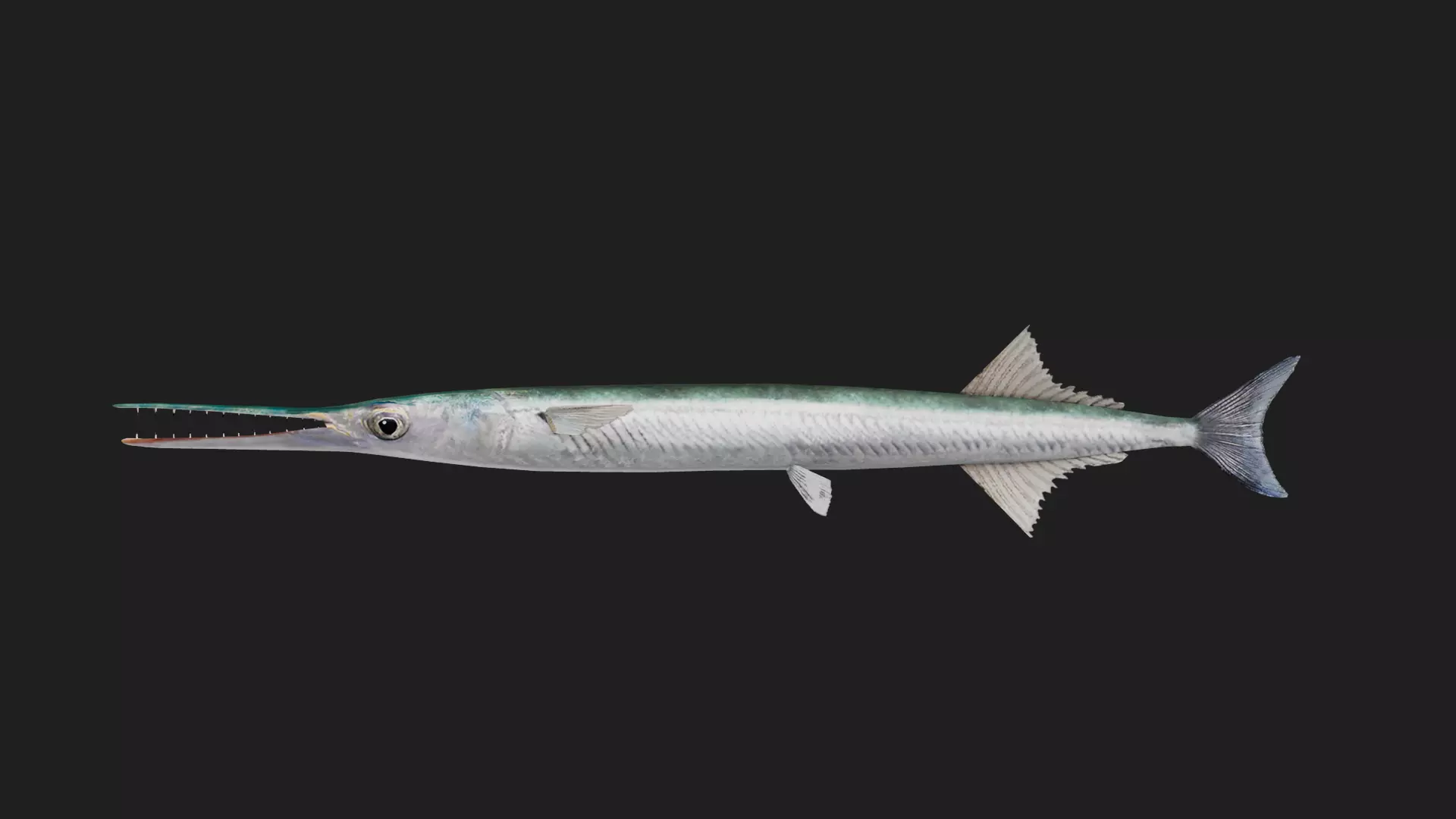 Garfish Low-poly 3D model_0