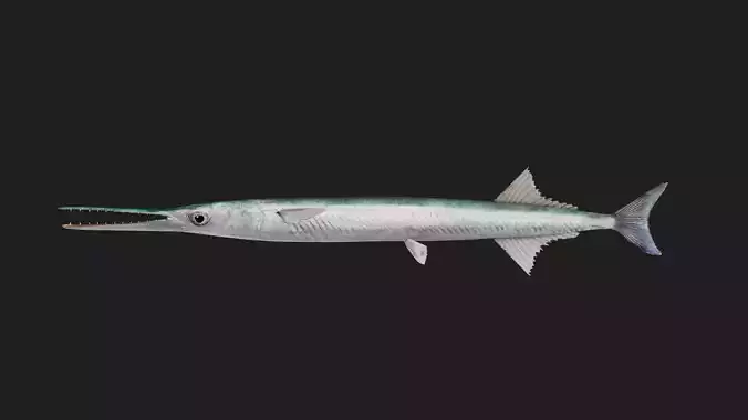 Garfish Low-poly 3D model Garfish Low-poly 3D model