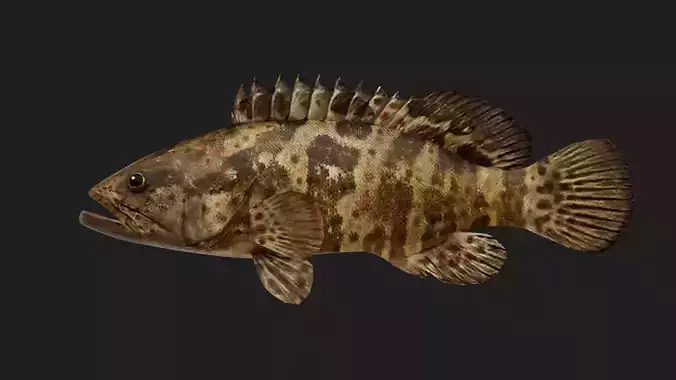 Grouper