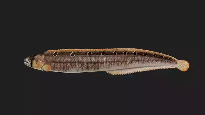 Gunnel Low-poly 3D model