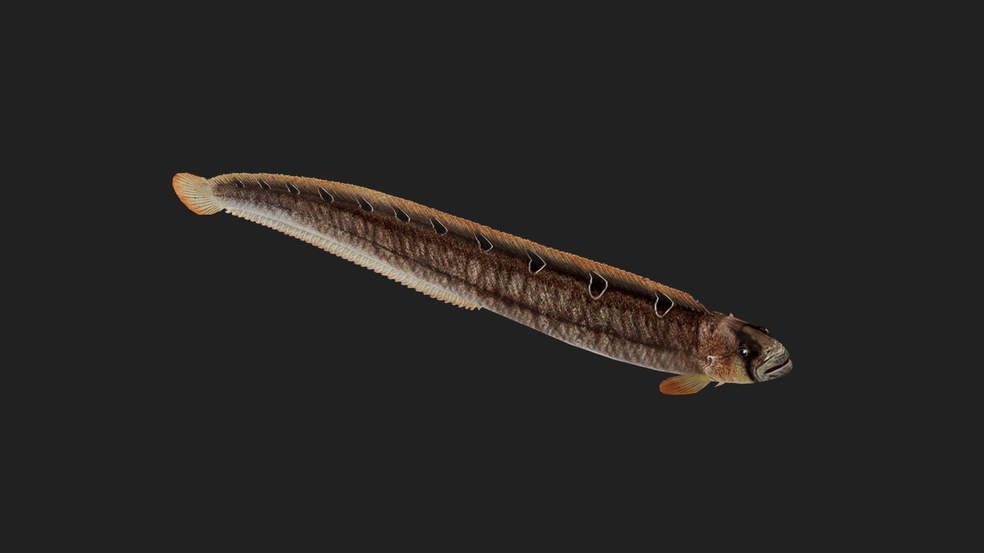 Gunnel Low-poly 3D model_4