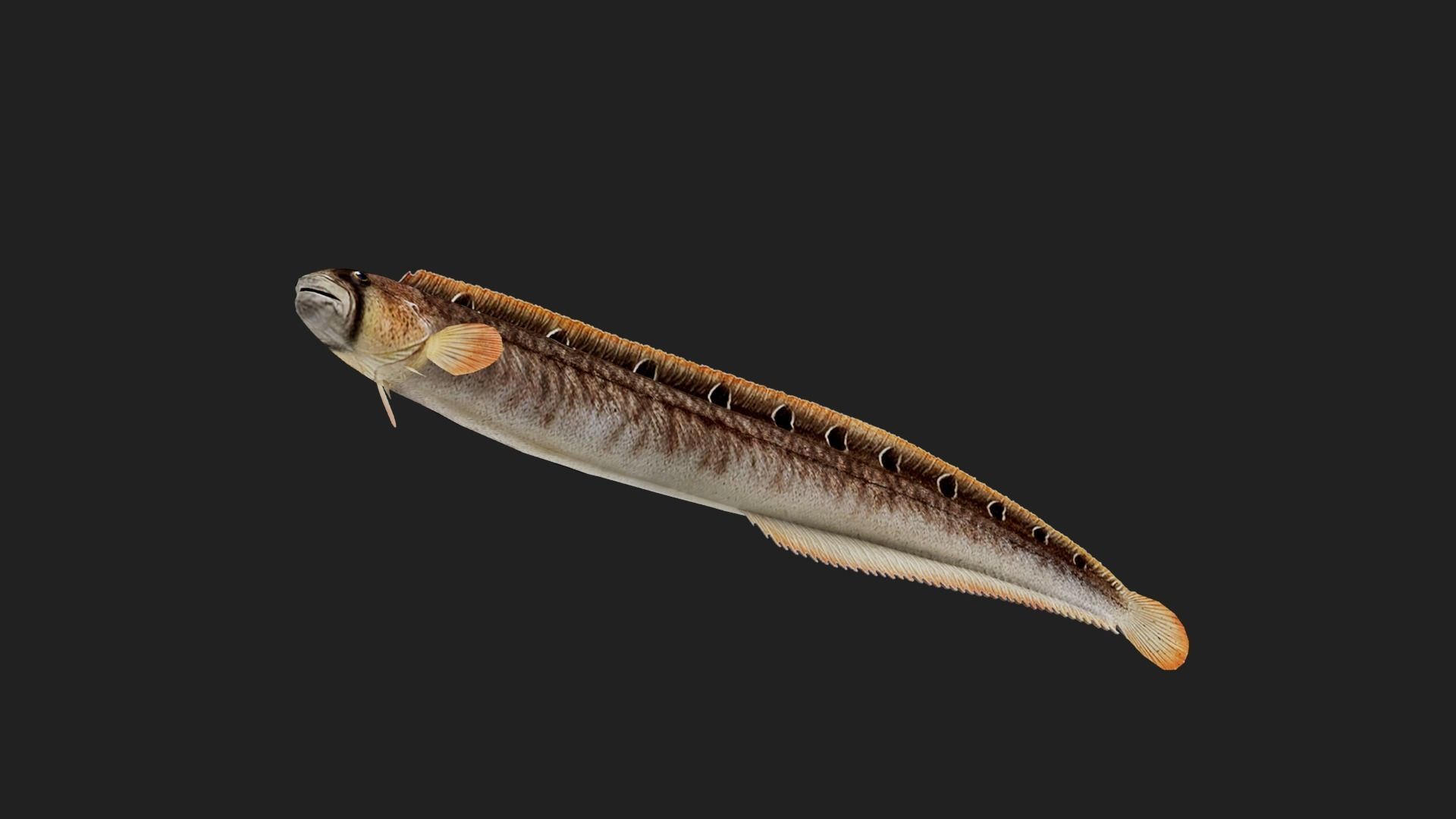 Gunnel Low-poly 3D model_2