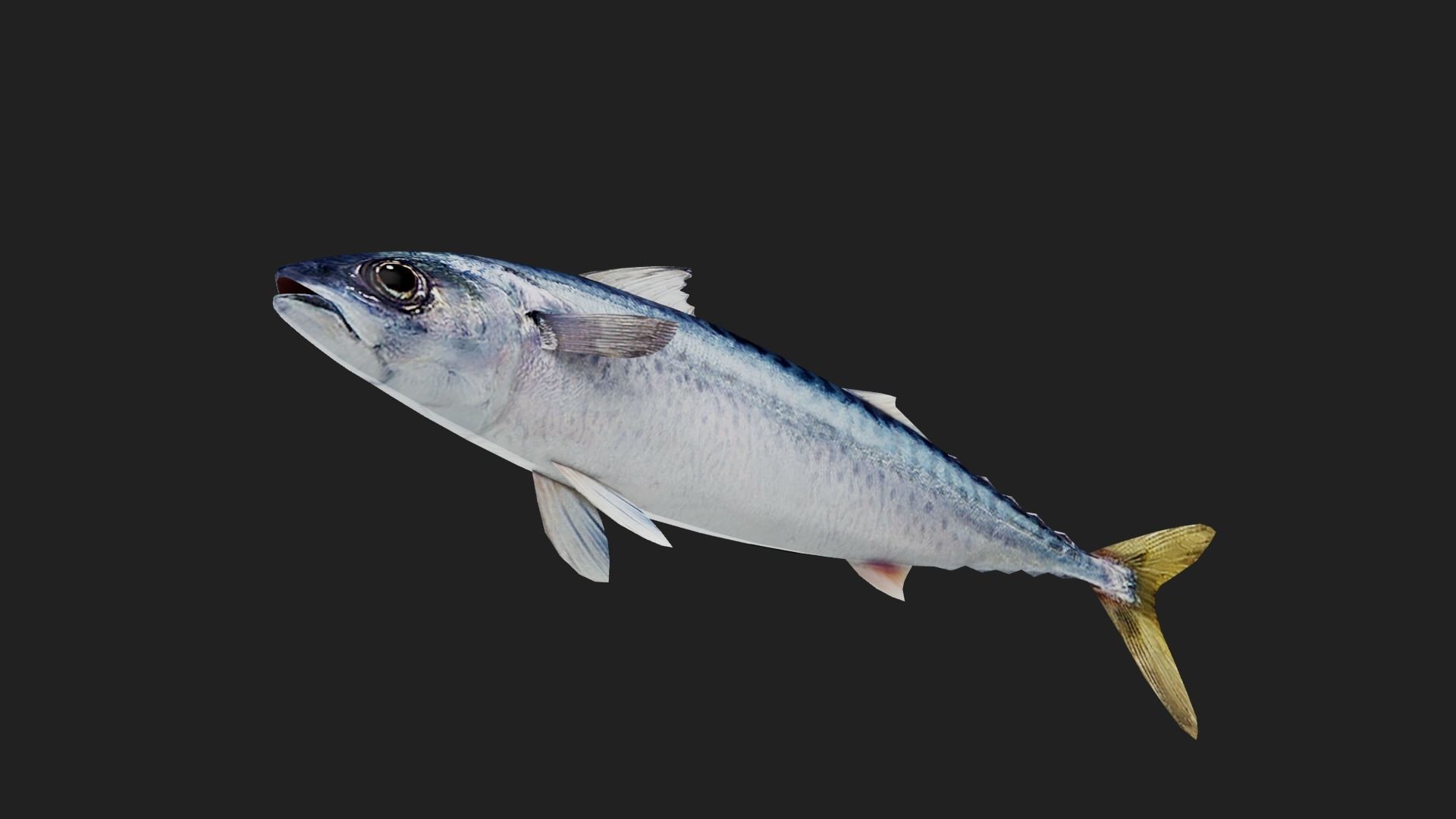 Mackerel Low-poly 3D model_2