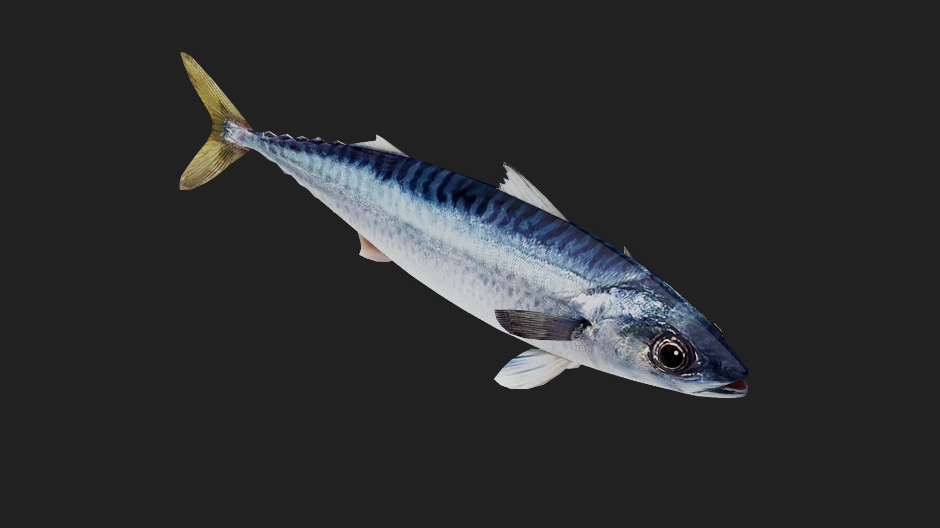 Mackerel Low-poly 3D model_4