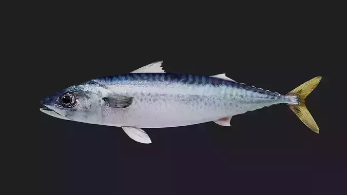Mackerel Low-poly 3D model