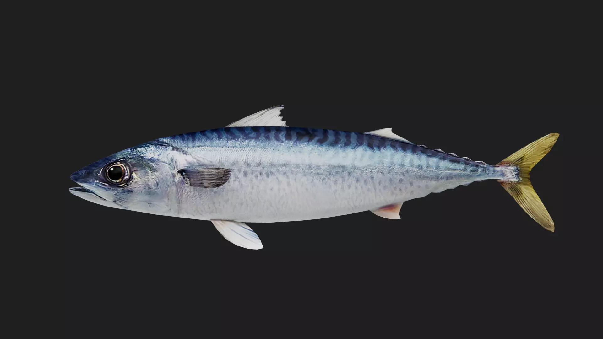 Mackerel Low-poly 3D model_0