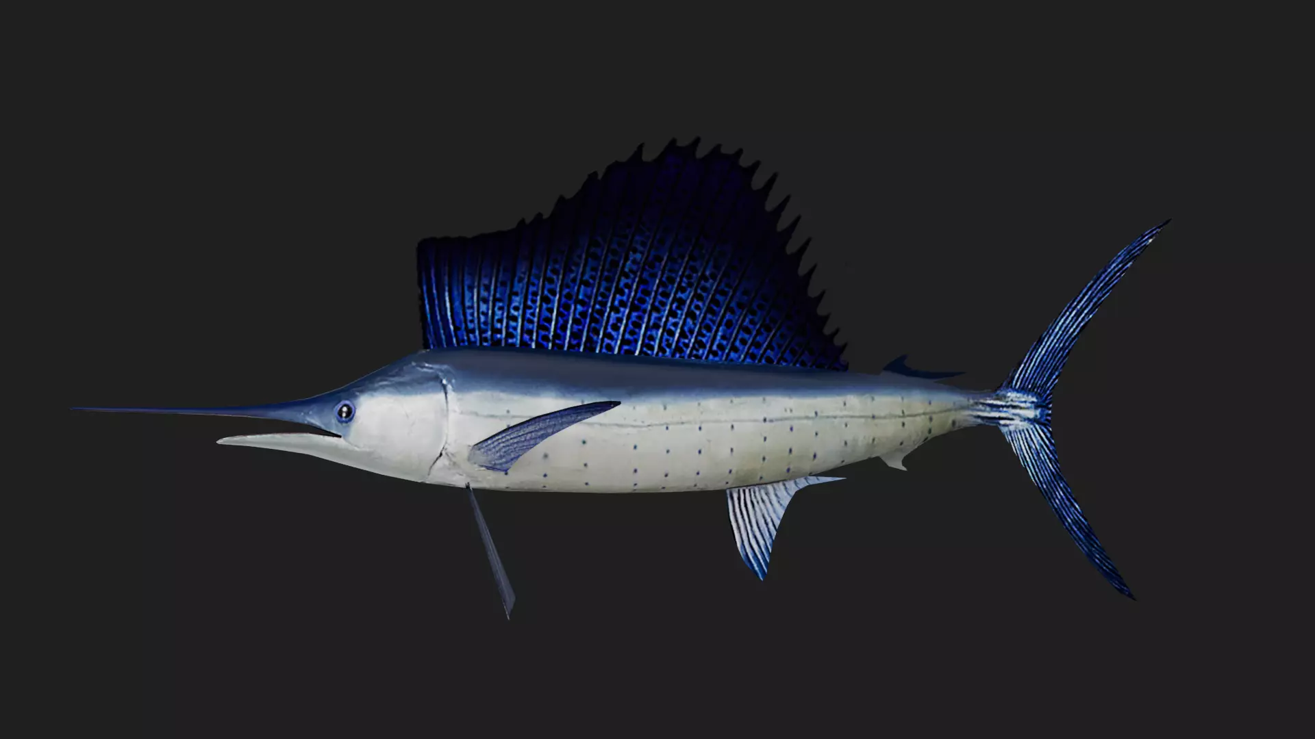 Sailfish Low-poly 3D model_0