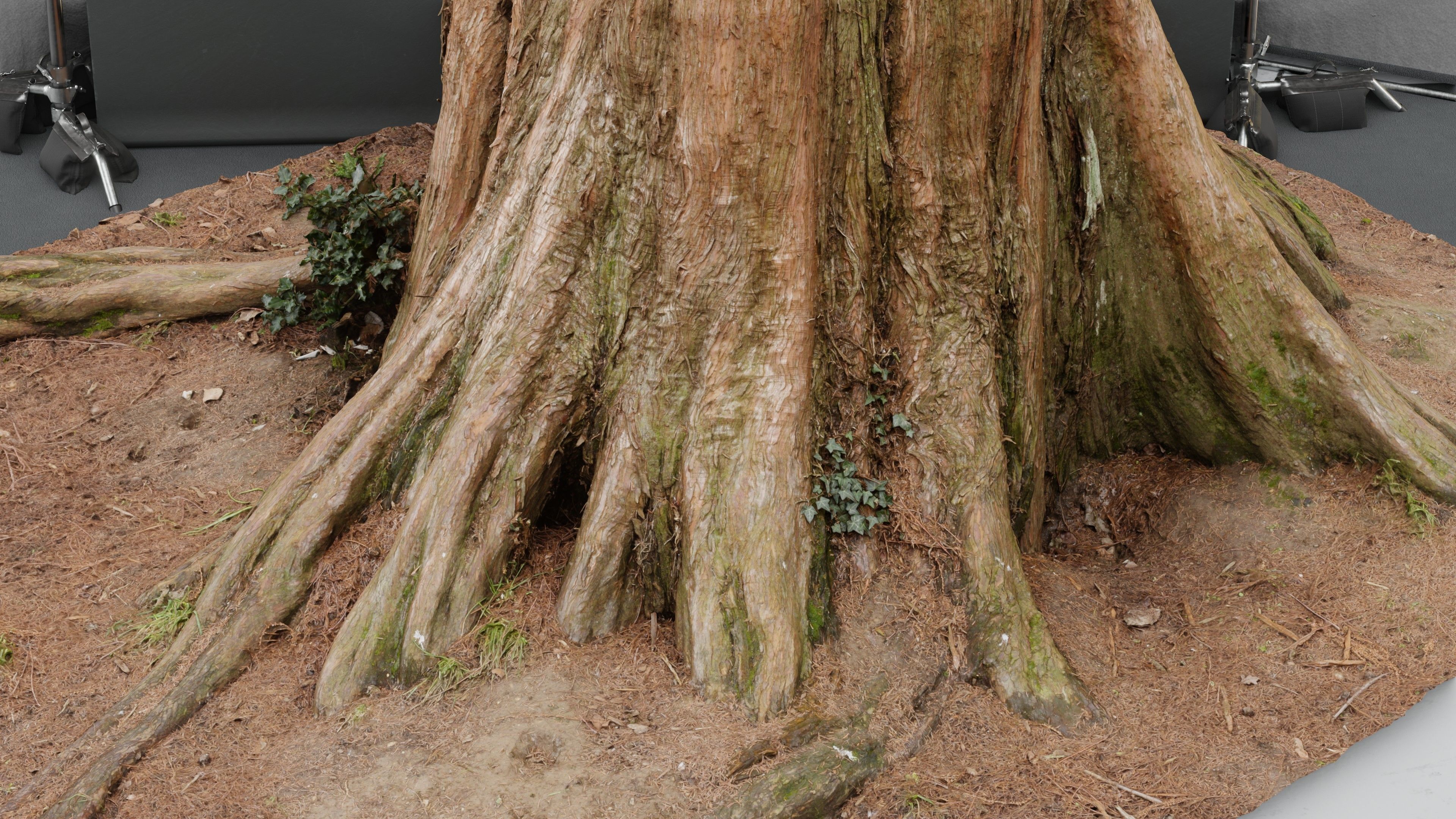 Photogrammetry Model of a Dawn Red Wood Tree Low-poly 3D model_4