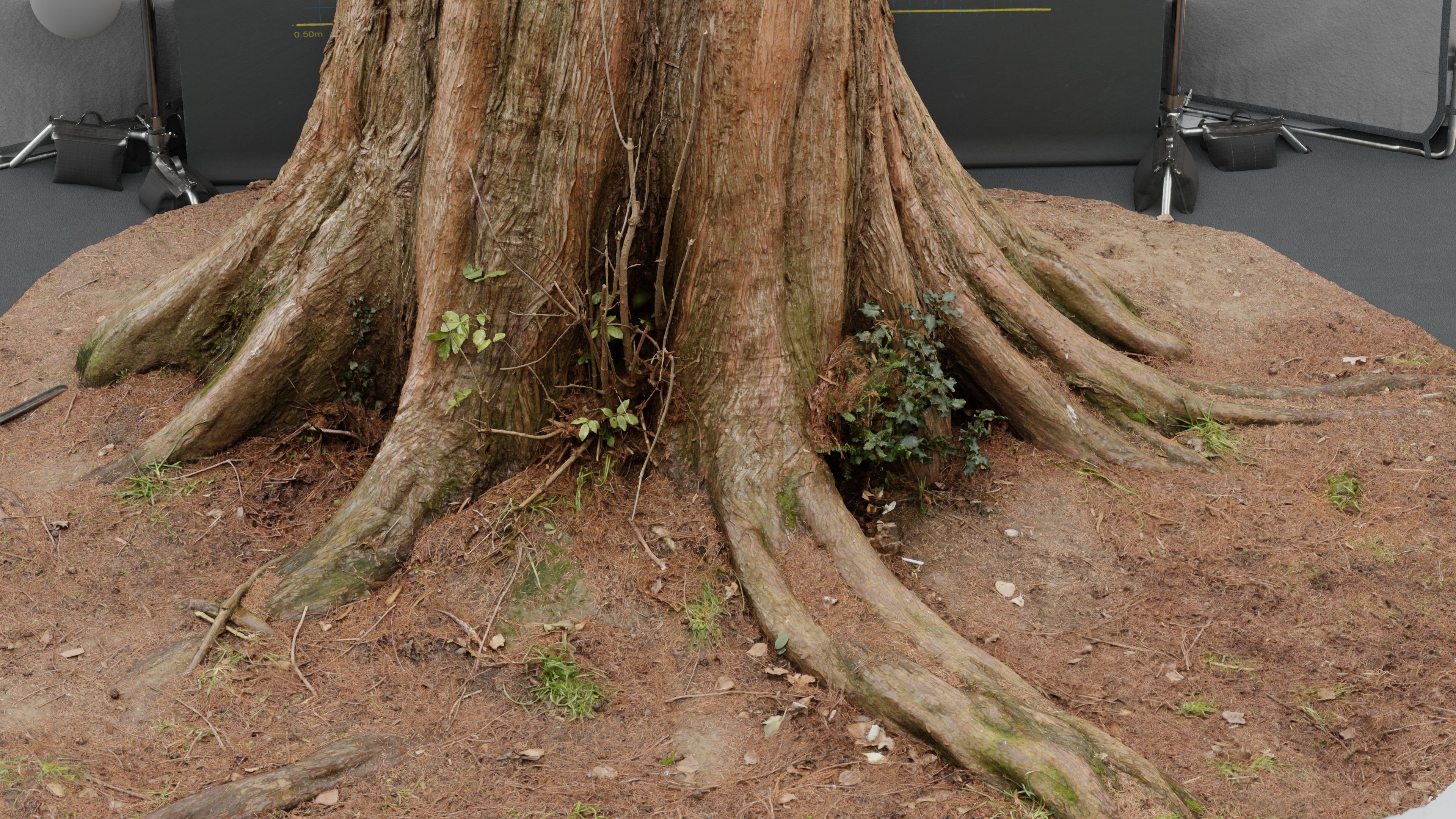 Photogrammetry Model of a Dawn Red Wood Tree Low-poly 3D model_3