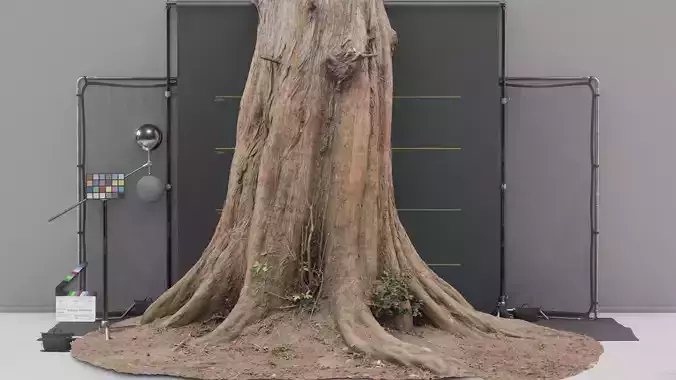 Photogrammetry Model of a Dawn Red Wood Tree Low-poly 3D model