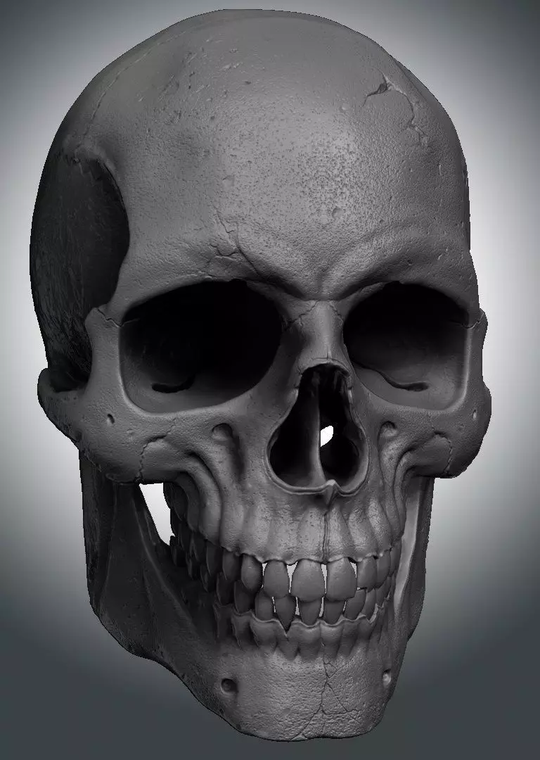 skull Free 3D model
