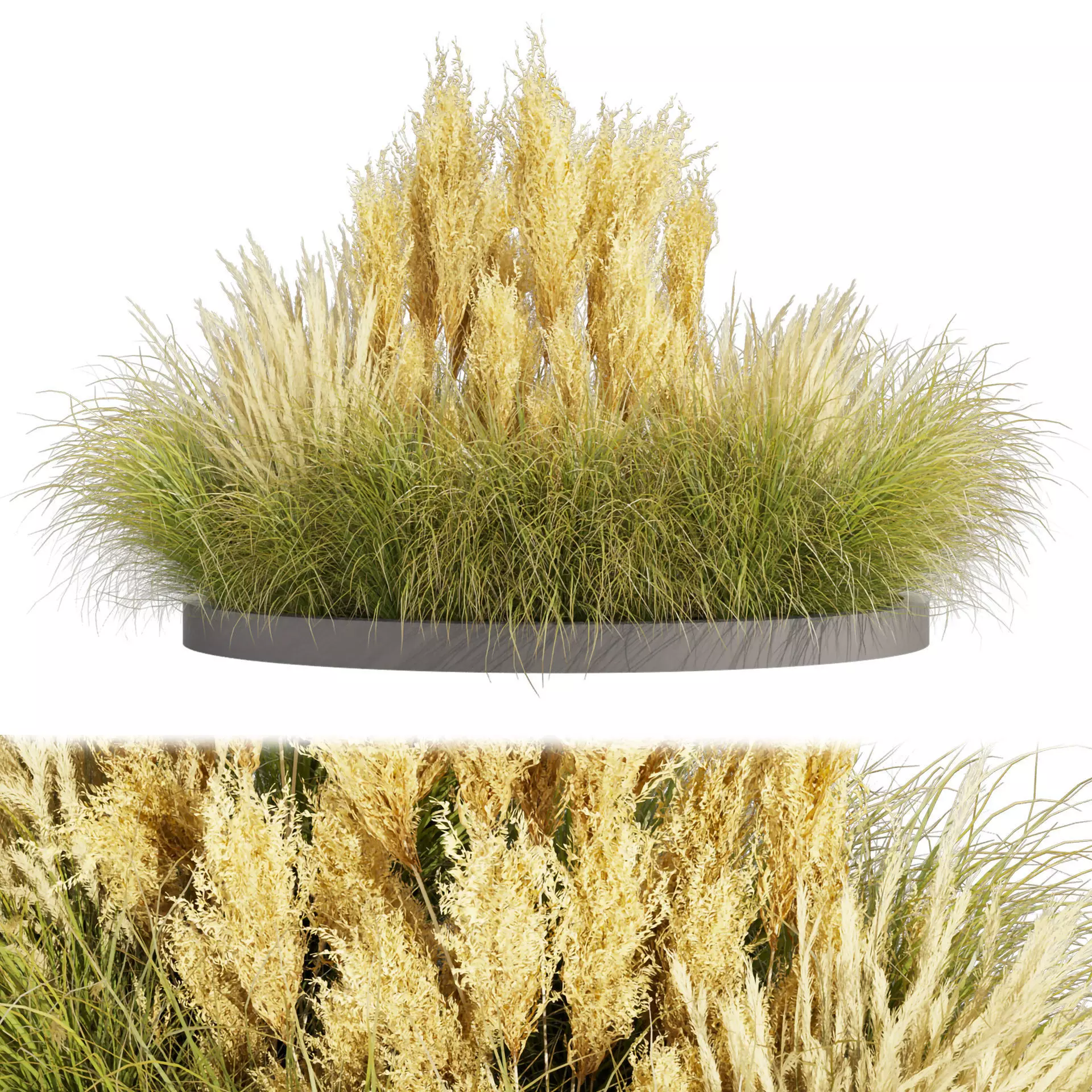 Collection plant vol 521 - grass - Northwind 3D model