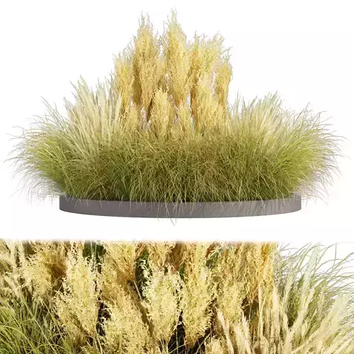 Collection plant vol 521 - grass - Northwind 