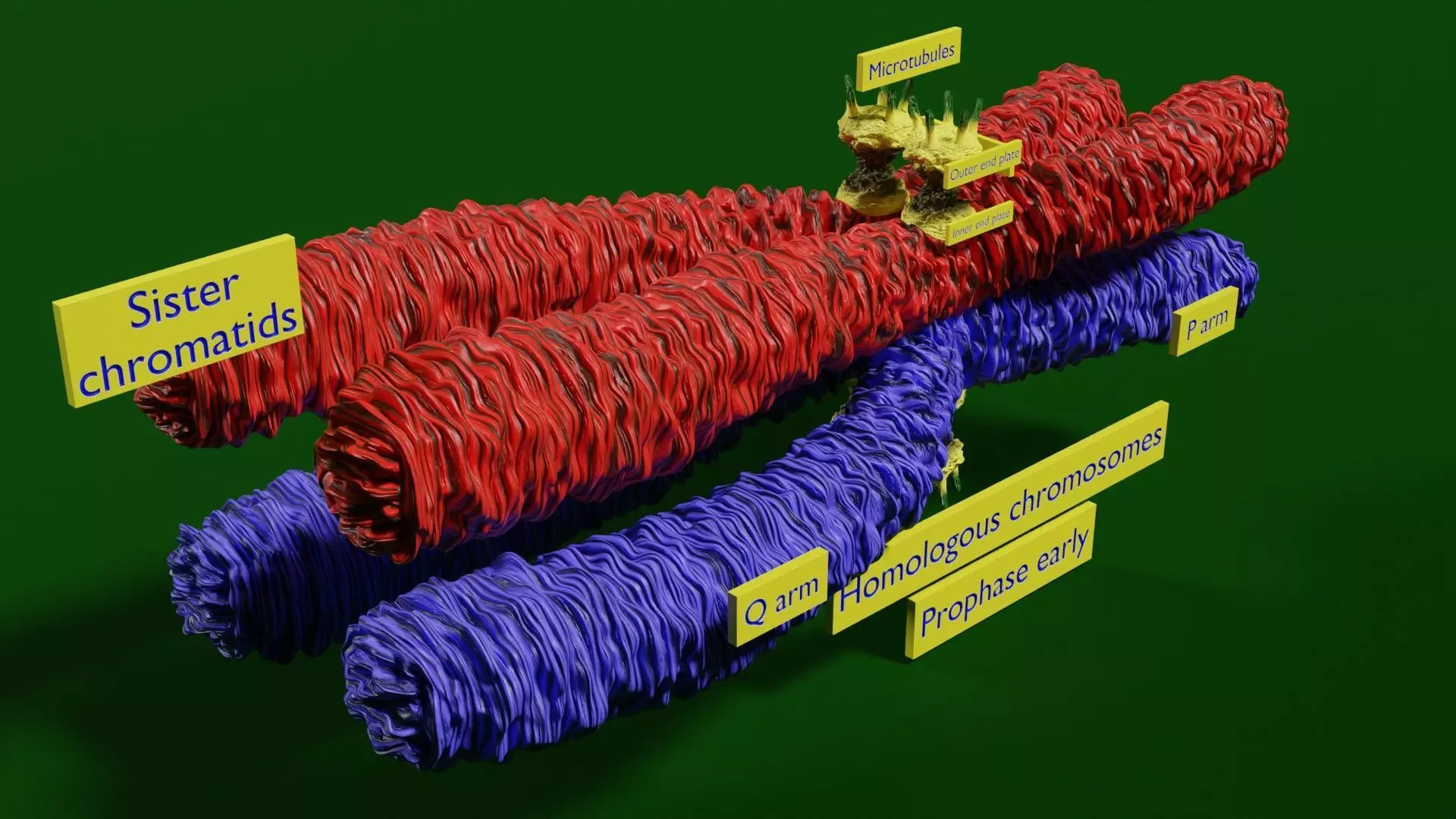 Chromosome homologous centromere kinetochore blender 3d model 3D print model