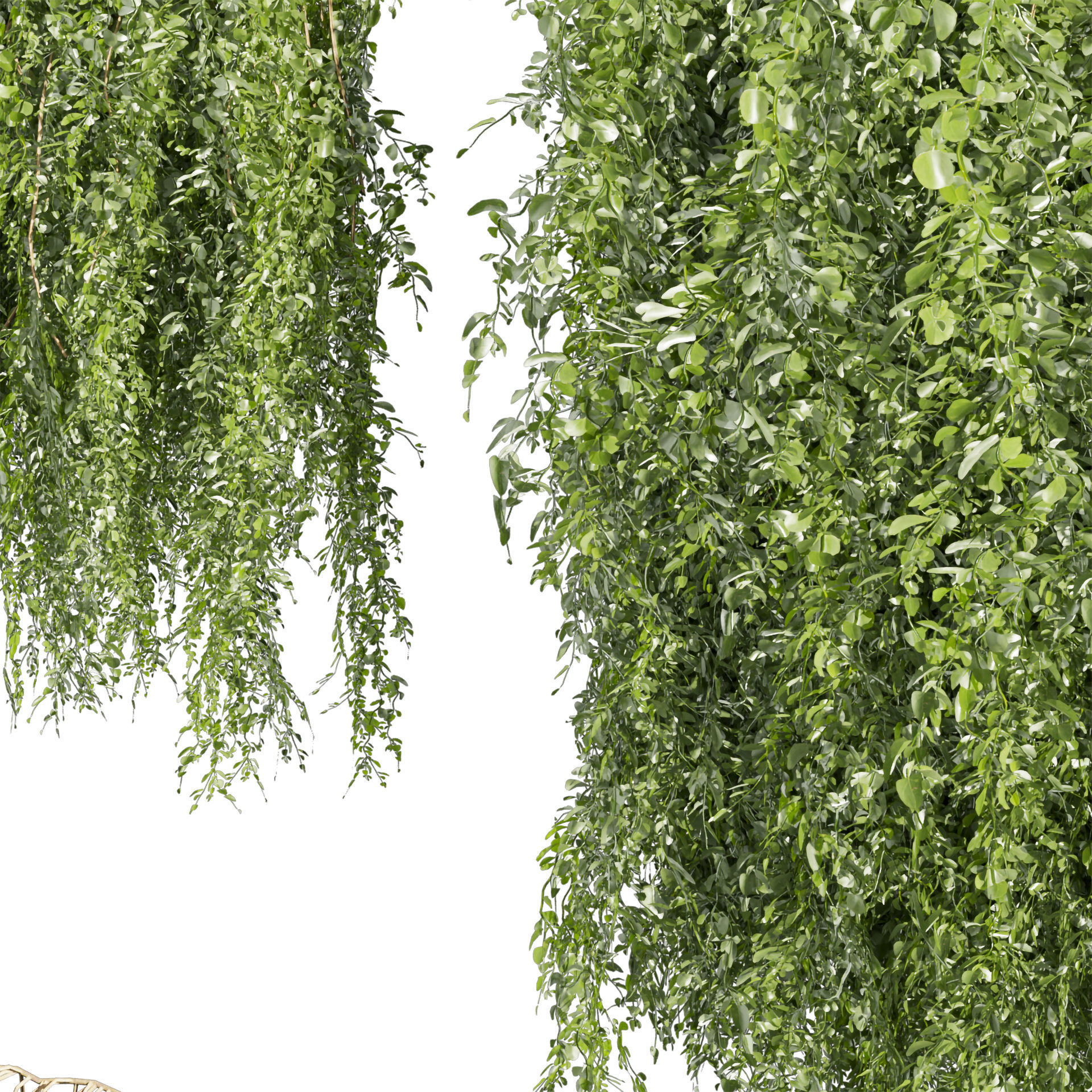 Collection plant vol 522 - bush - Outdoor - ivy 3D model_2