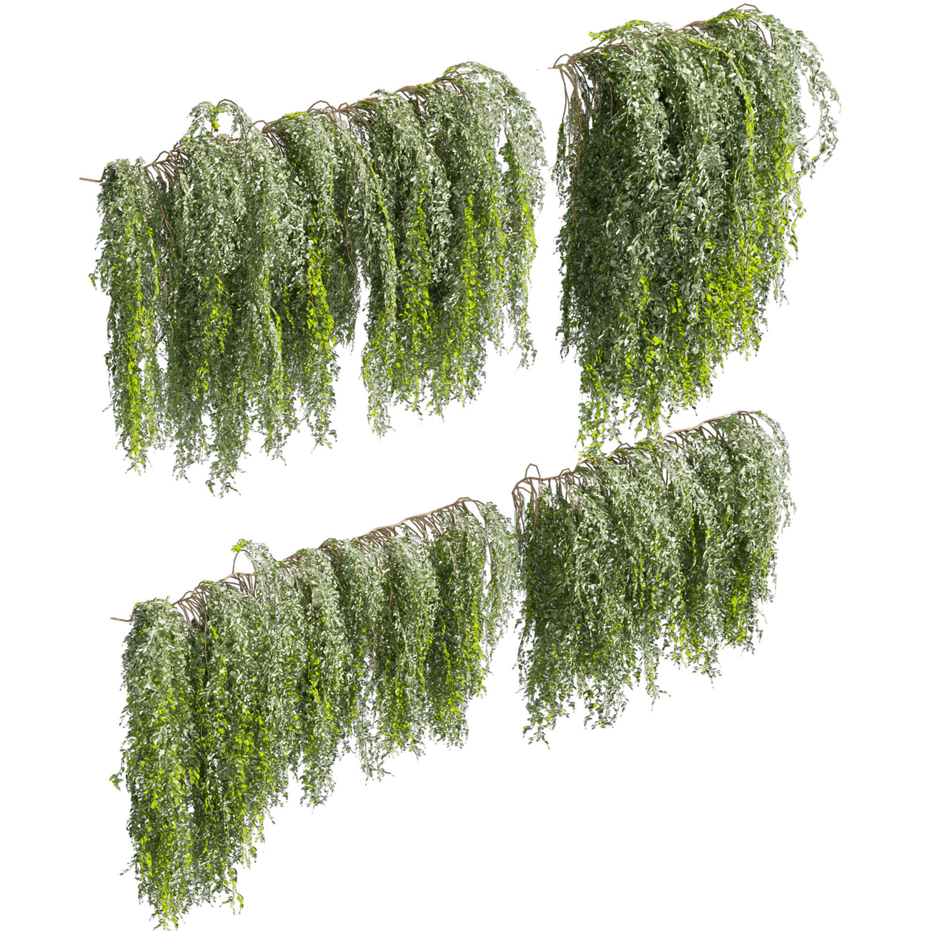 Collection plant vol 522 - bush - Outdoor - ivy 3D model_1