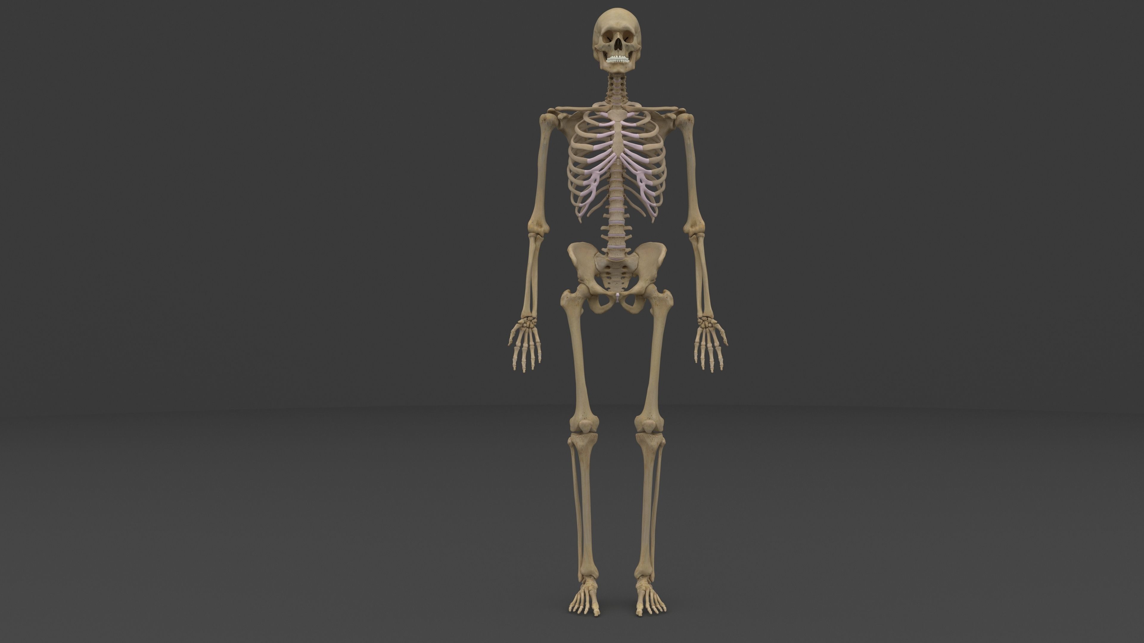 Ultimate Male and Female all anatomical system 3D model_5