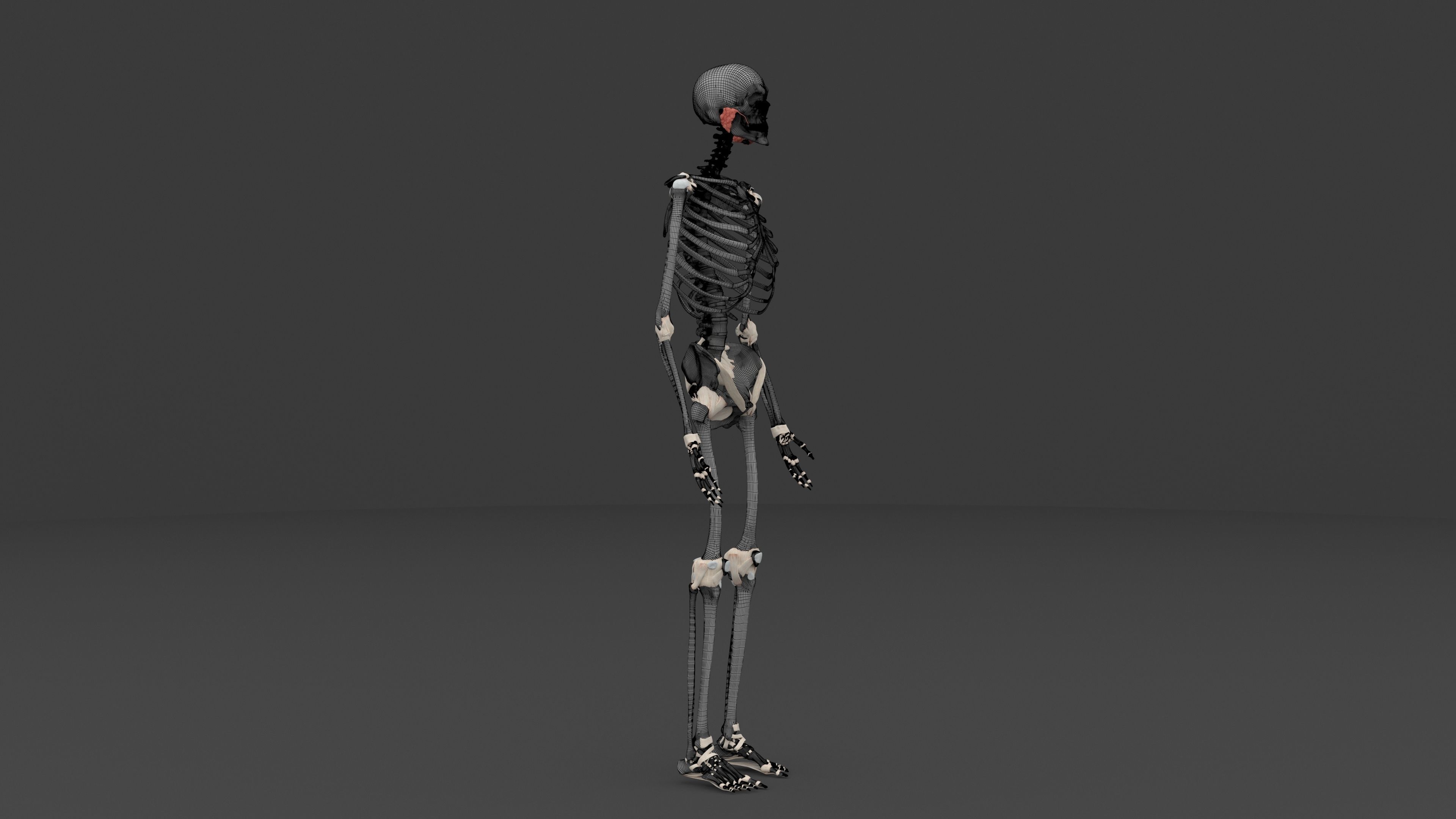 Ultimate Male and Female all anatomical system 3D model_10