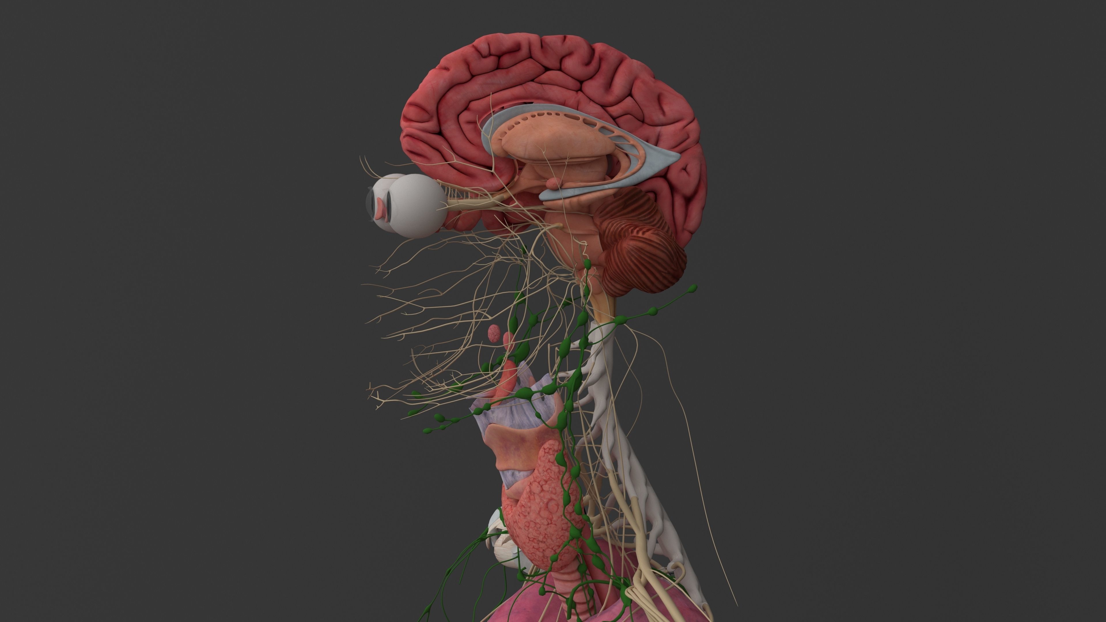 Ultimate Male and Female all anatomical system 3D model_40