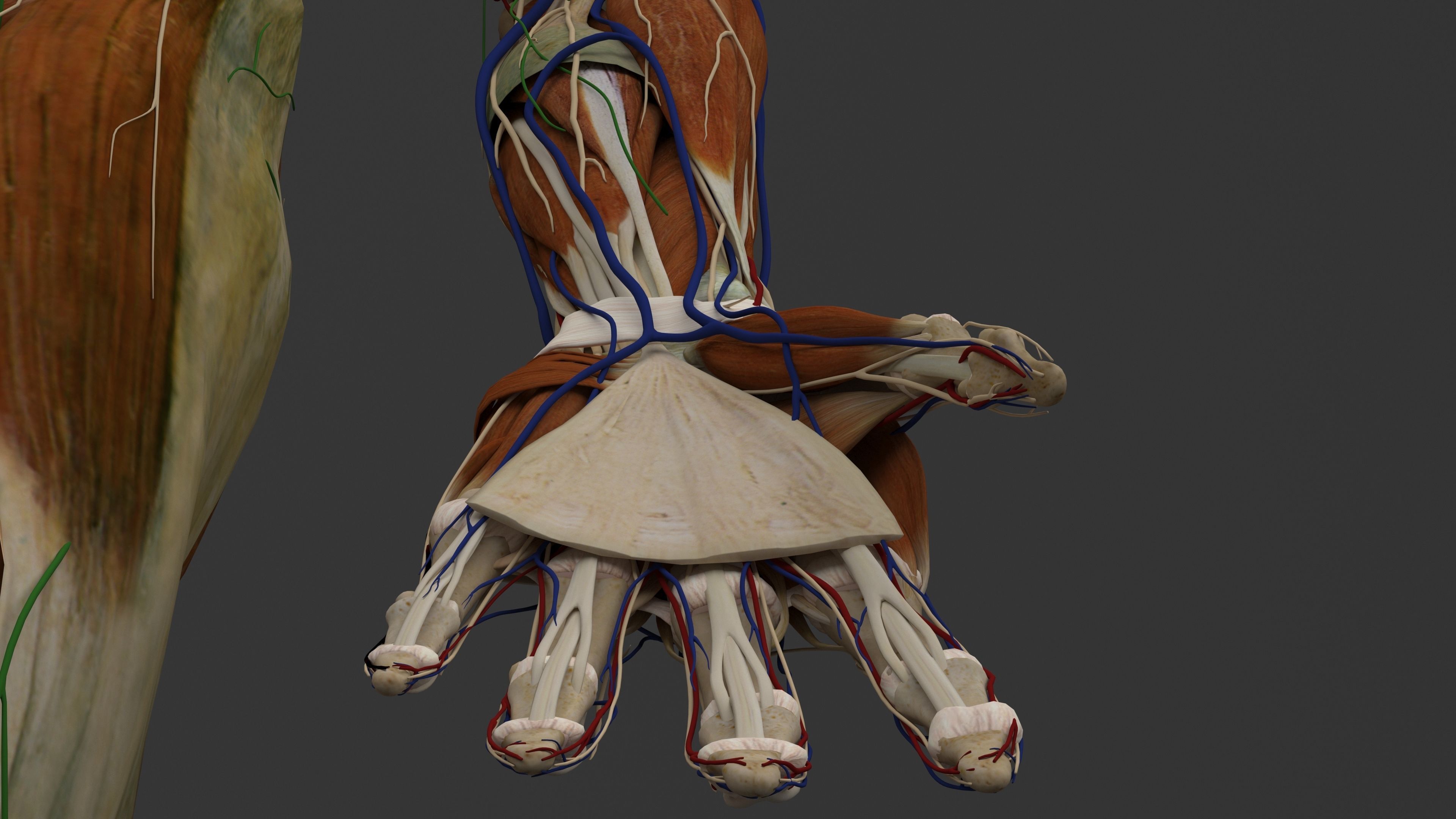 Ultimate Male and Female all anatomical system 3D model_37