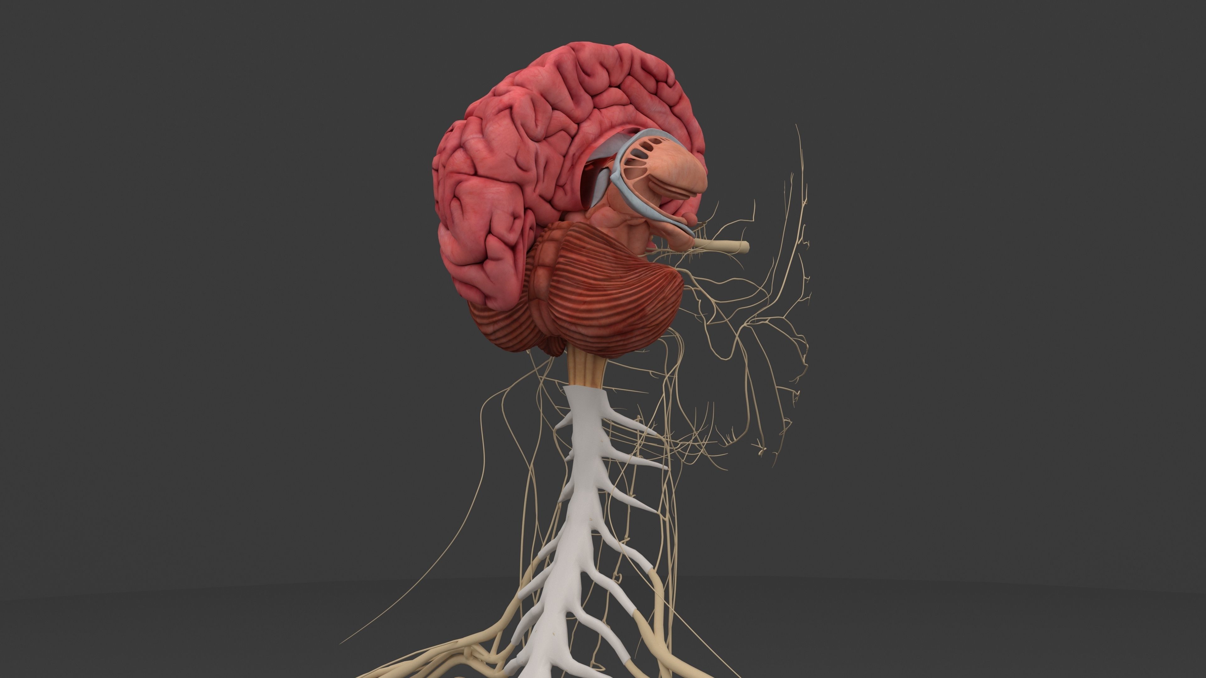 Ultimate Male and Female all anatomical system 3D model_21