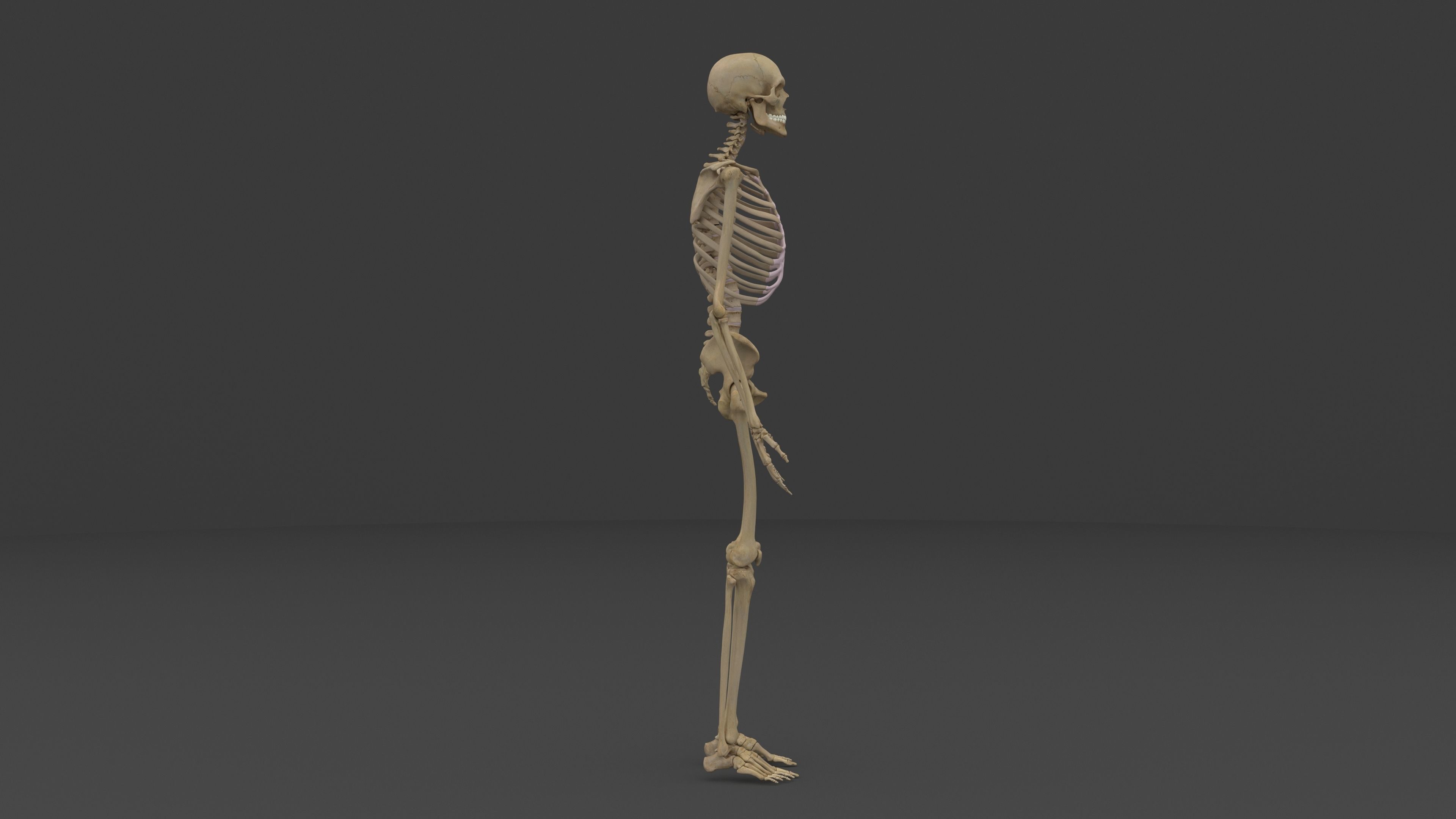 Ultimate Male and Female all anatomical system 3D model_8