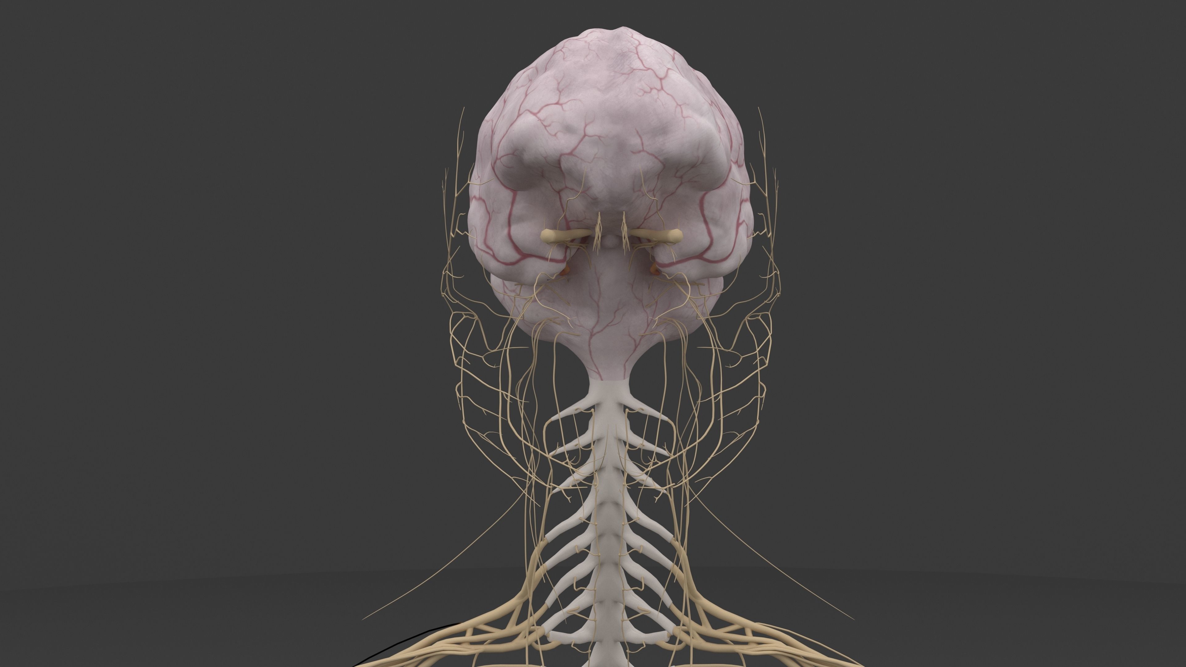 Ultimate Male and Female all anatomical system 3D model_23