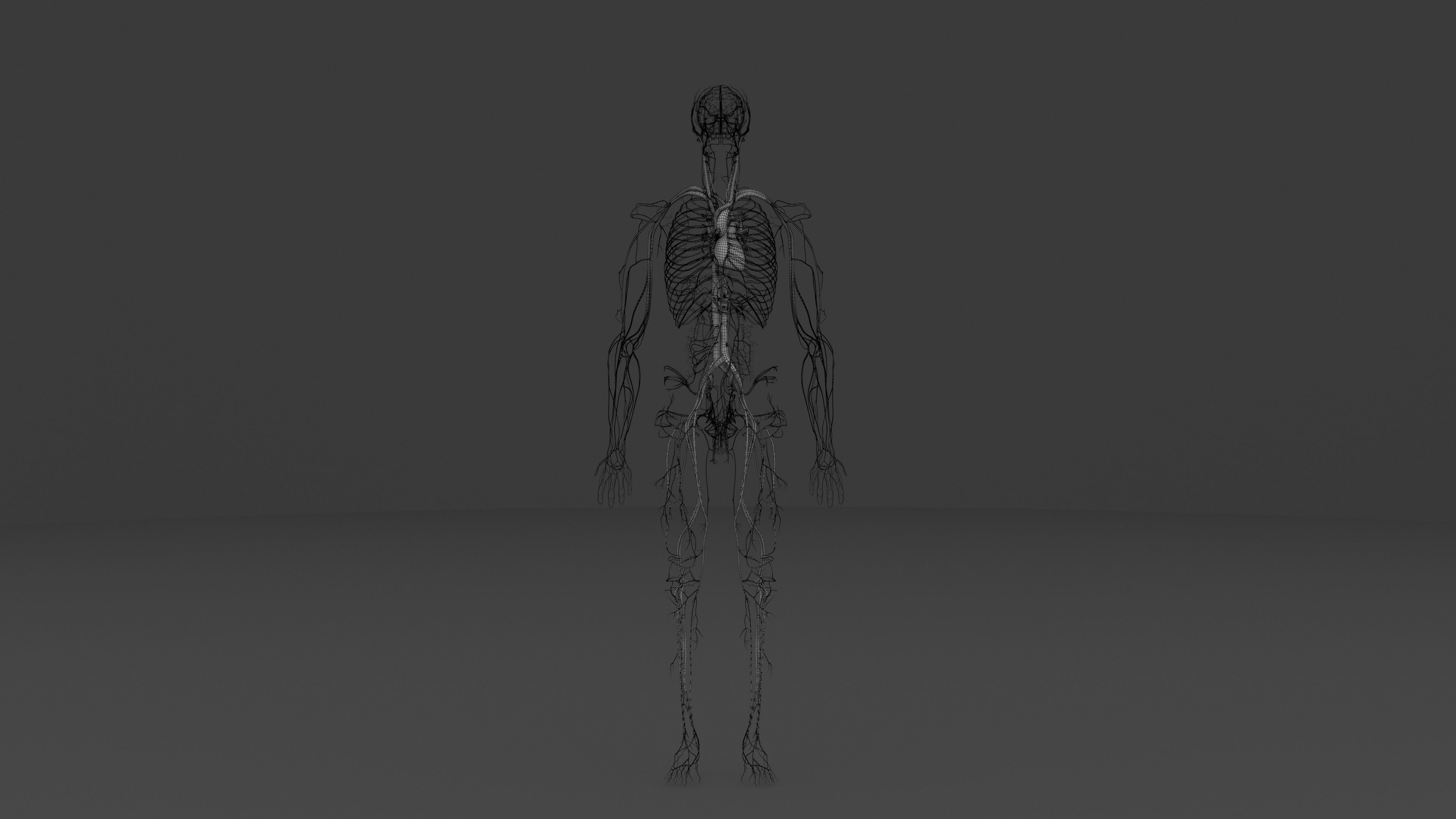 Ultimate Male and Female all anatomical system 3D model_26