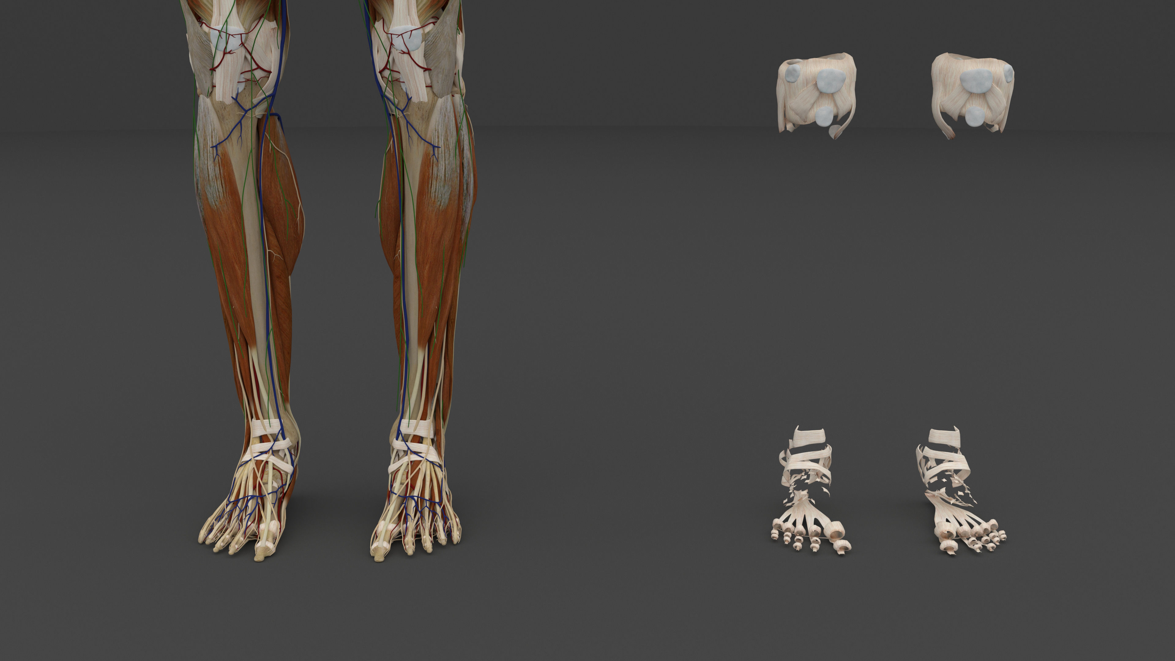 Ultimate Male and Female all anatomical system 3D model_34