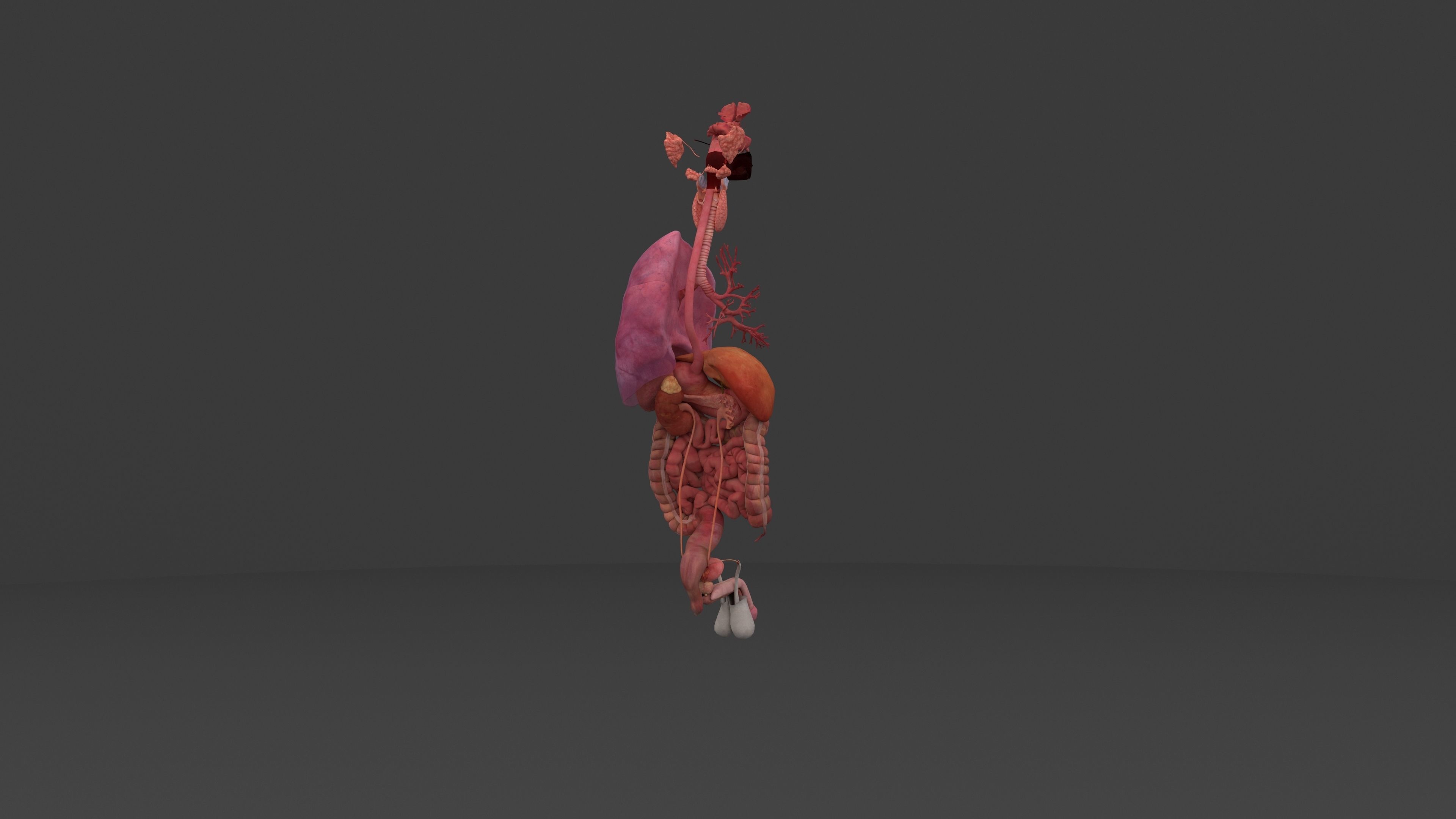 Ultimate Male and Female all anatomical system 3D model_29