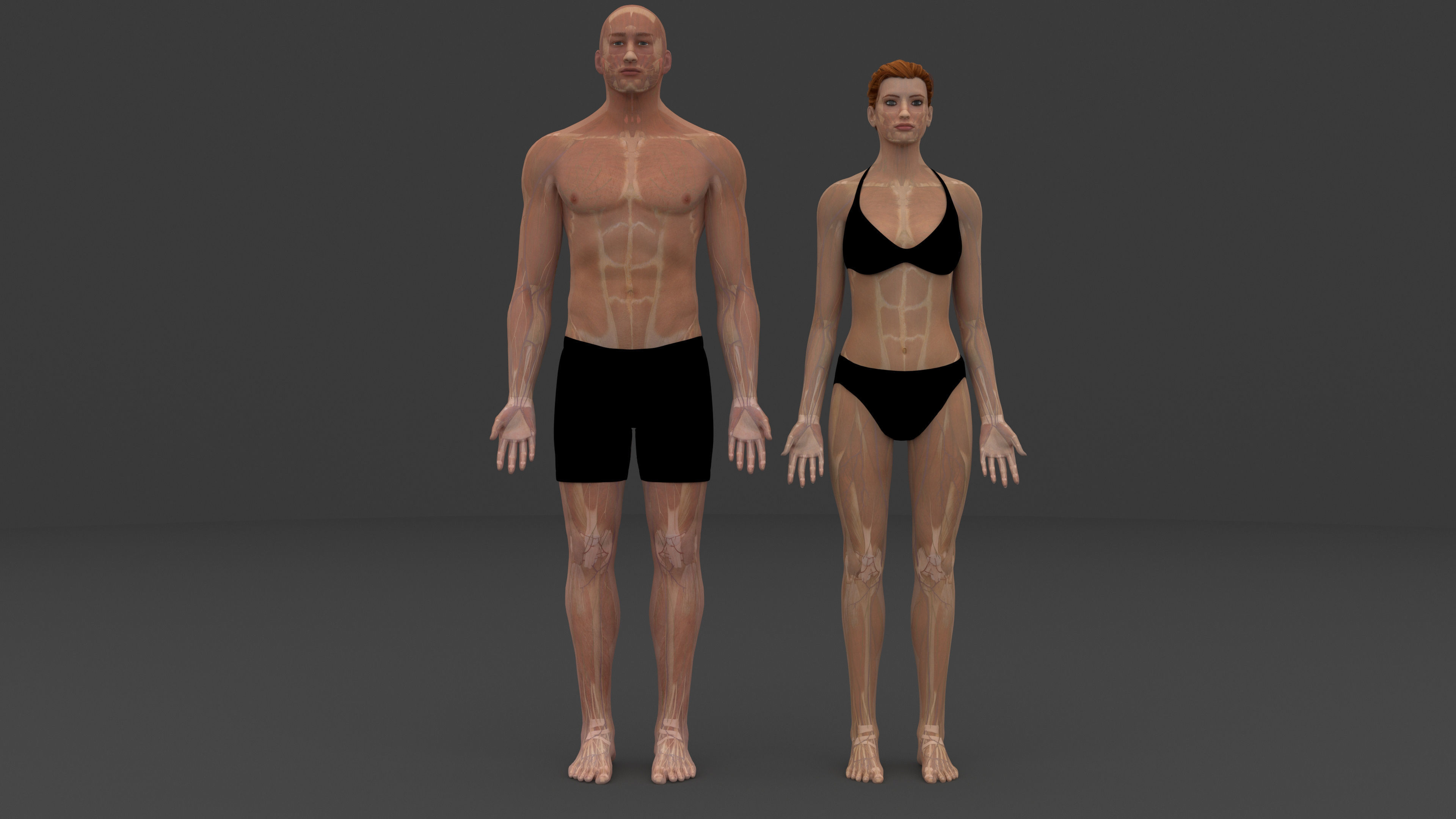 Ultimate Male and Female all anatomical system 3D model_2