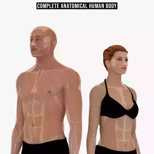 Ultimate Male and Female all anatomical system 3D model Ultimate Male and Female all anatomical system 3D model