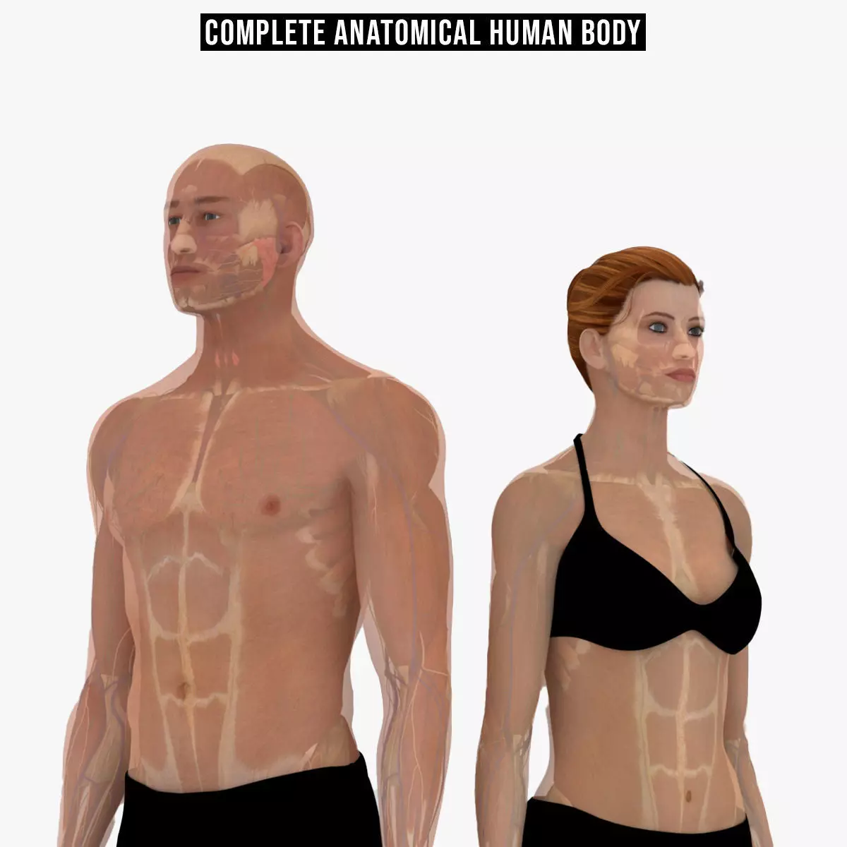 Ultimate Male and Female all anatomical system 3D model_0