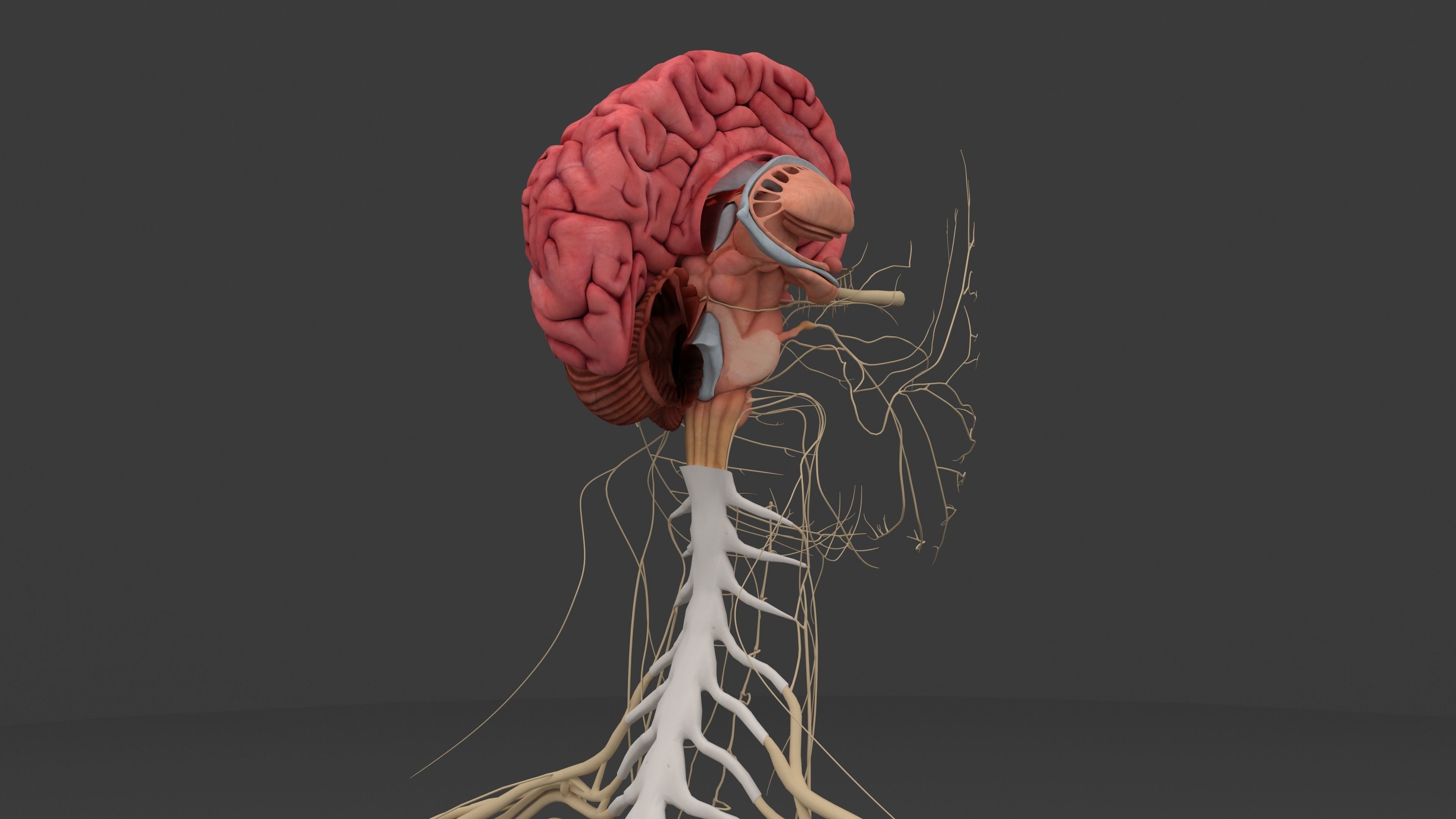 Ultimate Male and Female all anatomical system 3D model_22