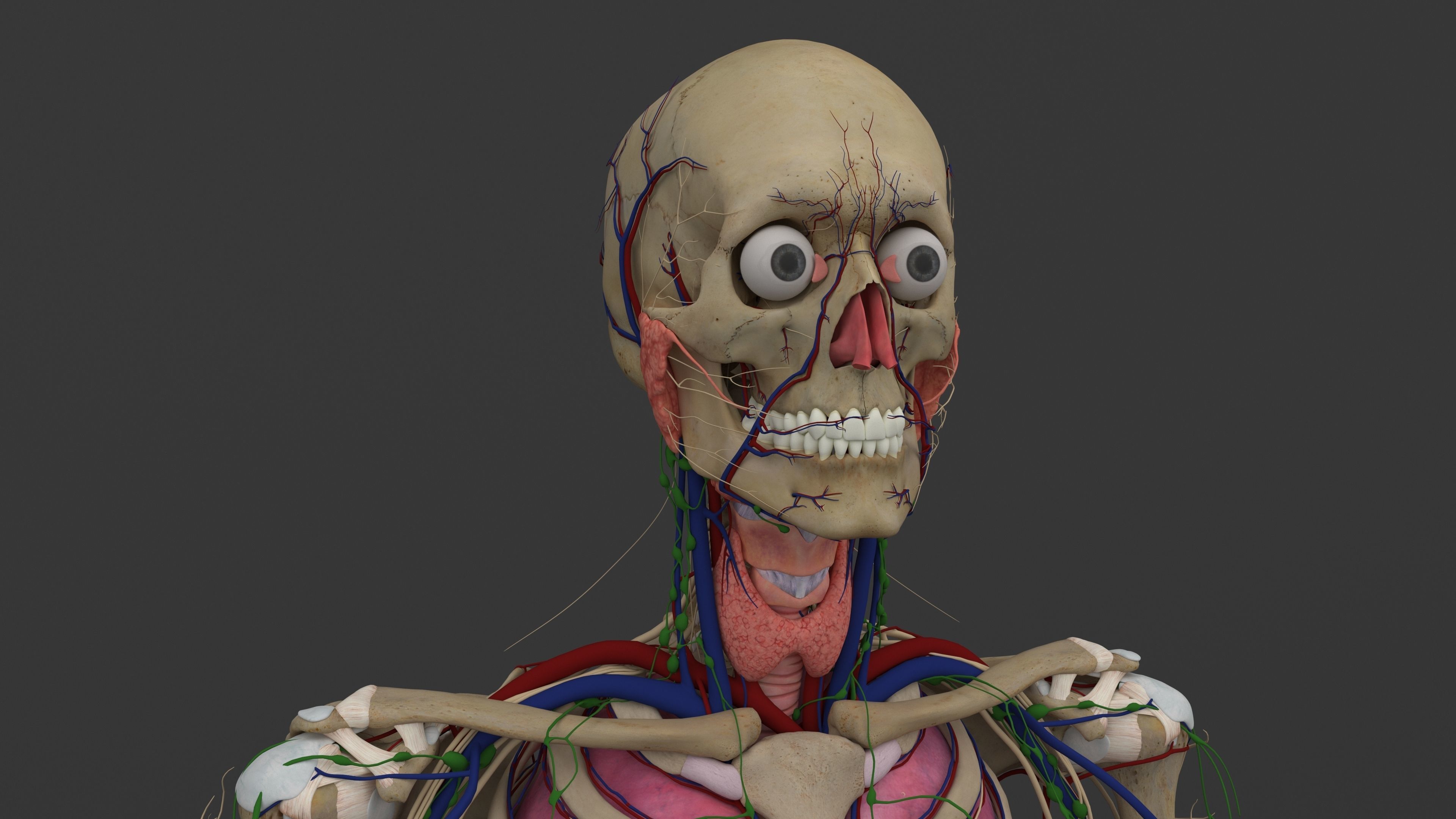 Ultimate Male and Female all anatomical system 3D model_42